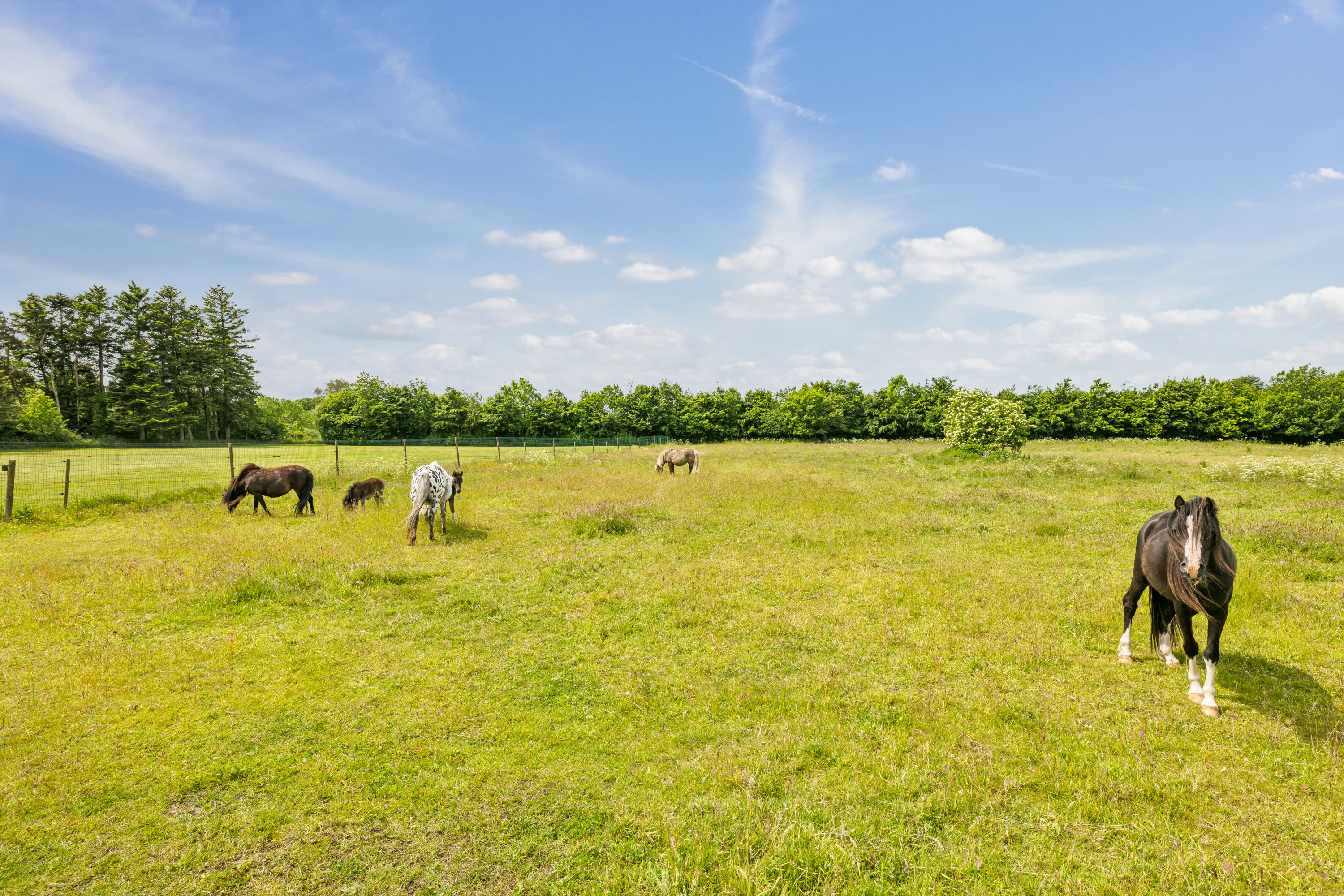 Fremhævet ejendom 1 billede i fuldskærmstilstand. Billede af Holstebrovej 115, 8800 Viborg