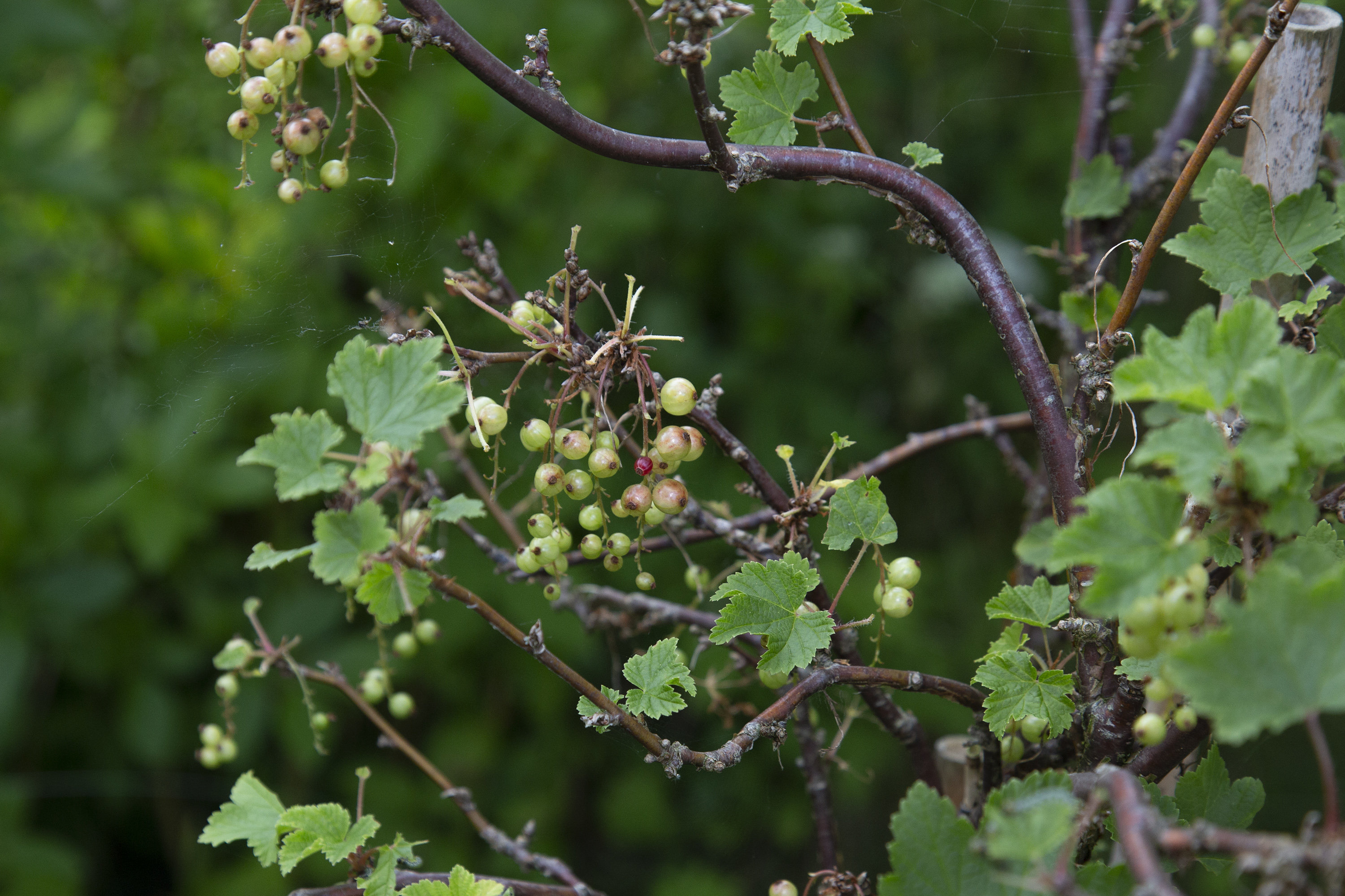 Fremhævet bærbuske billede i fuldskærmstilstand. Billede af Bjergsted Byvej 11, Bjergsted, 4450 Jyderup