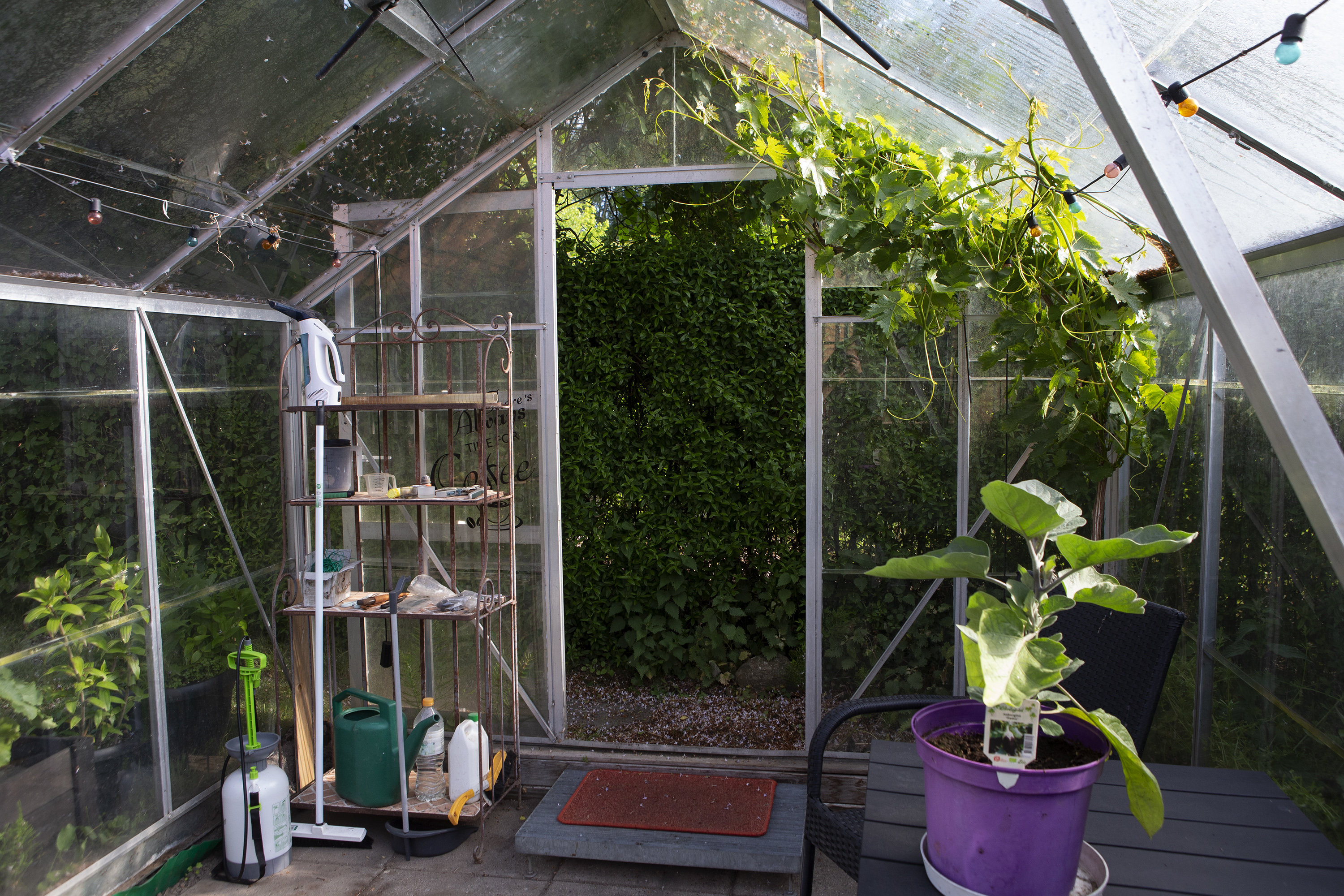 Fremhævet drivhus billede i fuldskærmstilstand. Billede af Bjergsted Byvej 11, Bjergsted, 4450 Jyderup