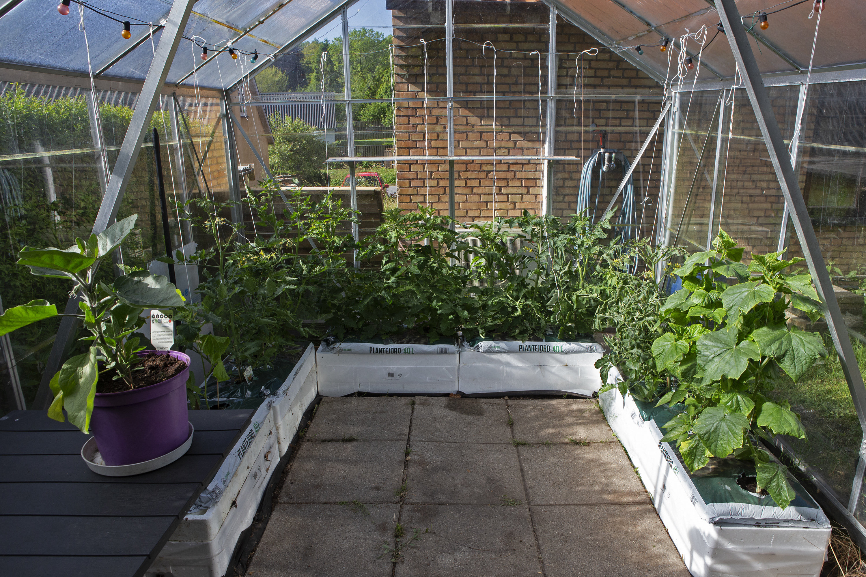 Fremhævet drivhus billede i fuldskærmstilstand. Billede af Bjergsted Byvej 11, Bjergsted, 4450 Jyderup