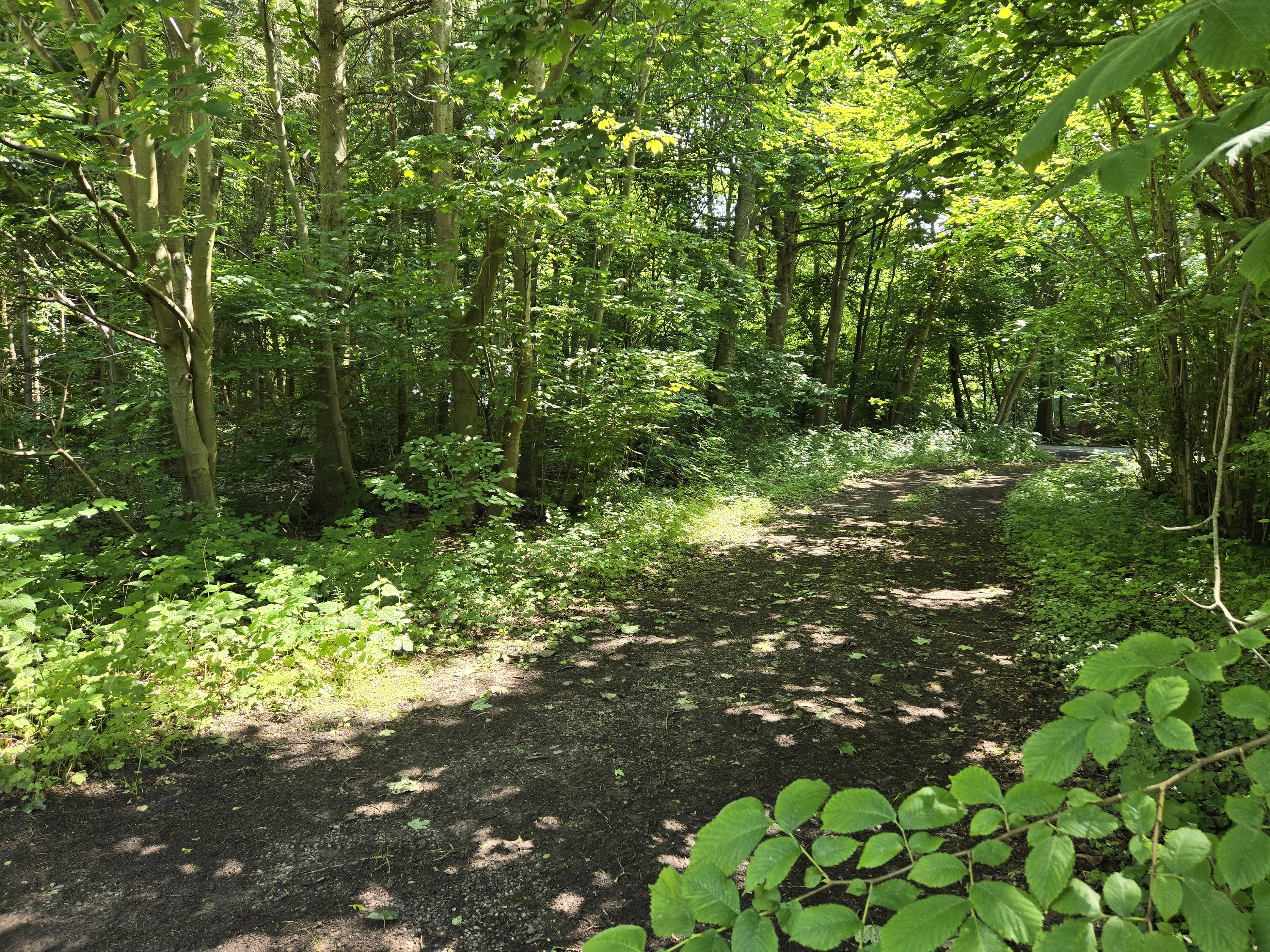 Fremhævet skovvej billede i fuldskærmstilstand. Billede af Tingskoven 2, 8310 Tranbjerg J