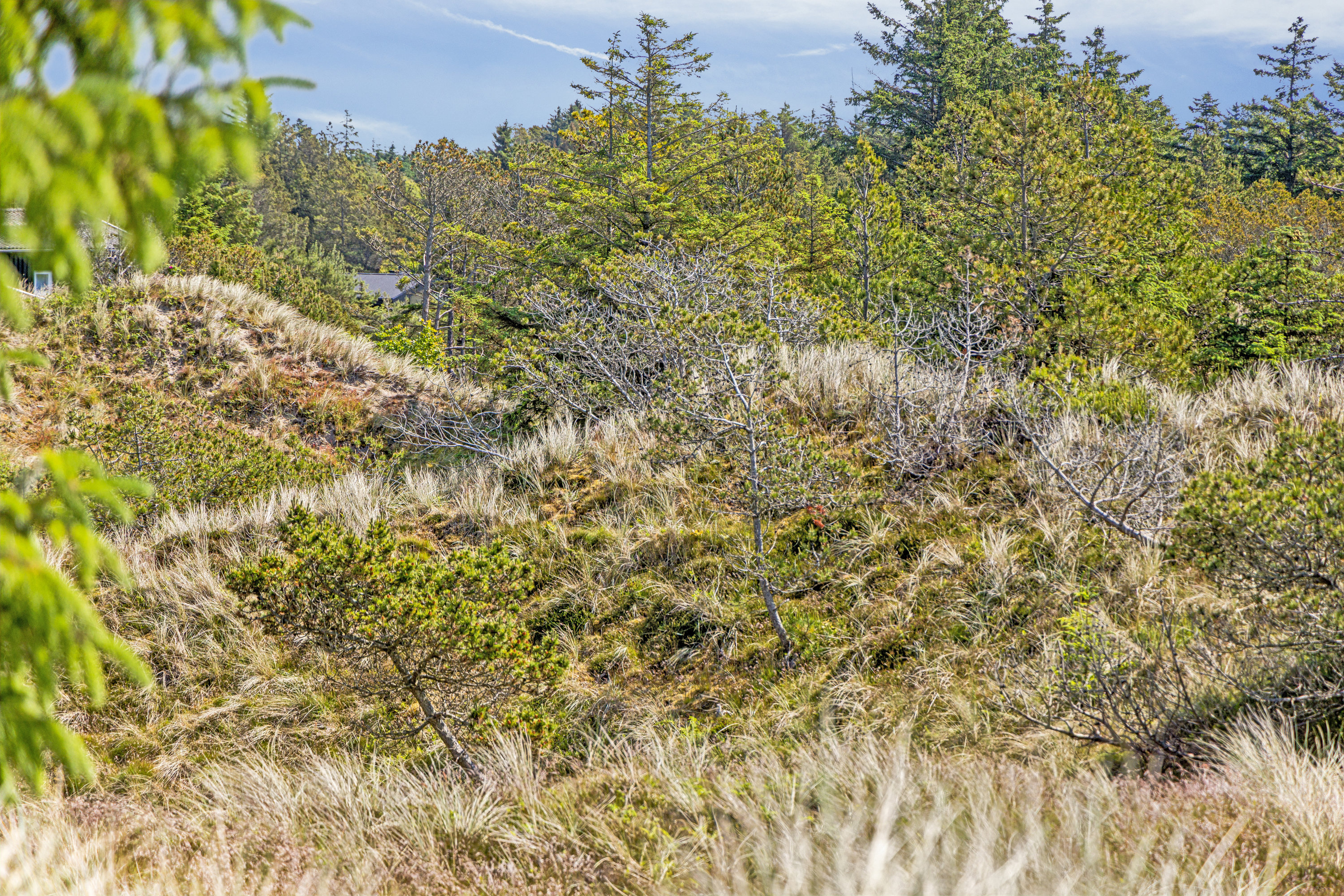 Fremhævet have billede i fuldskærmstilstand. Billede af Ingersvej 10, 9492 Blokhus