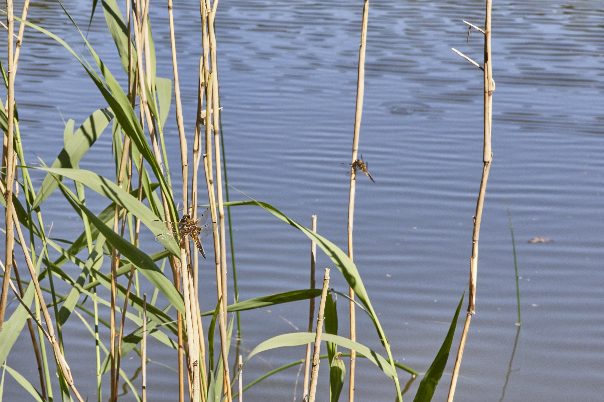 Fremhævet ejendommen billede i fuldskærmstilstand. Billede af Holmekollen 8, Voervadsbro, 8660 Skanderborg