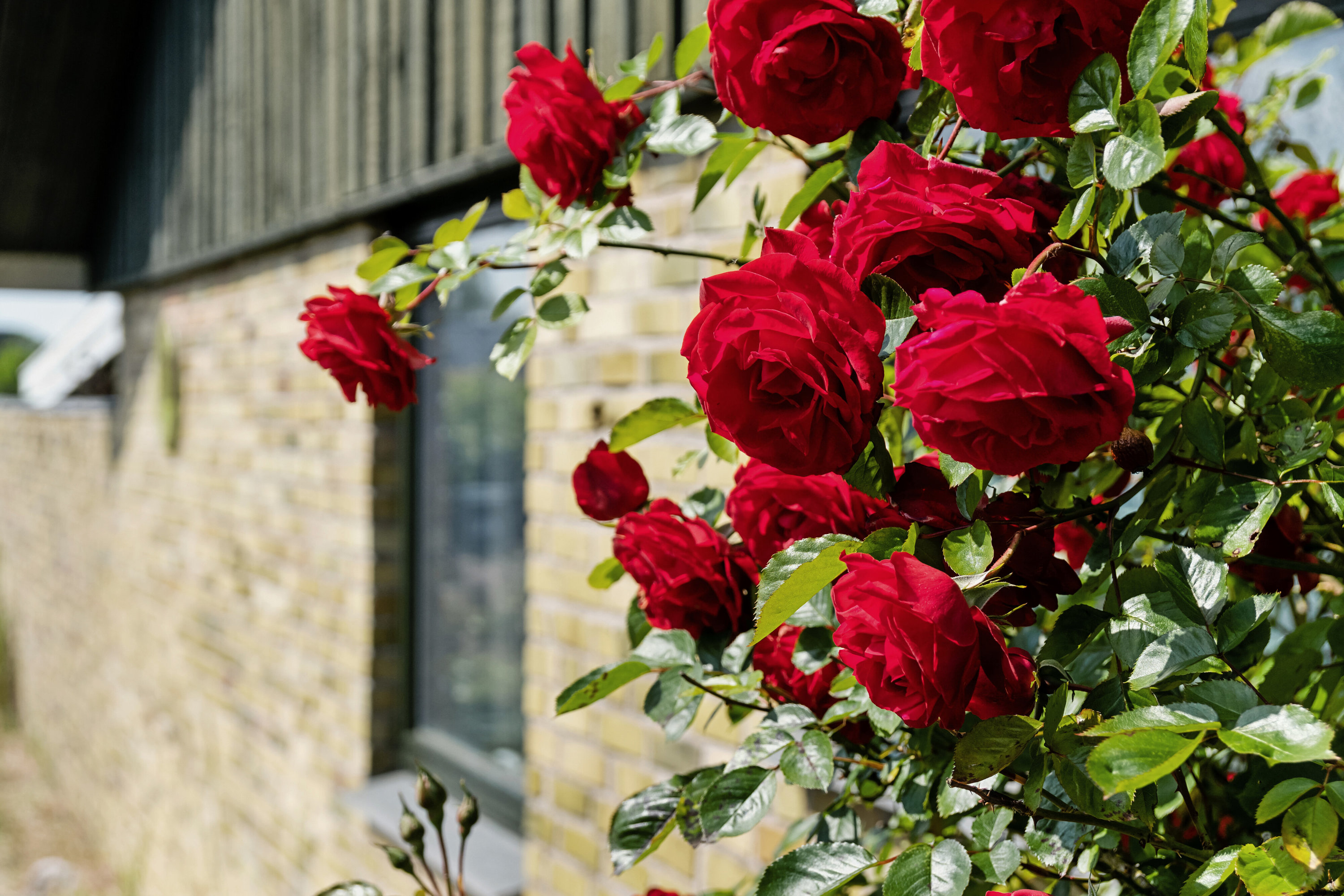 Fremhævet udendørs billede i fuldskærmstilstand. Billede af Johs Olsens Vej 11, 4500 Nykøbing Sj
