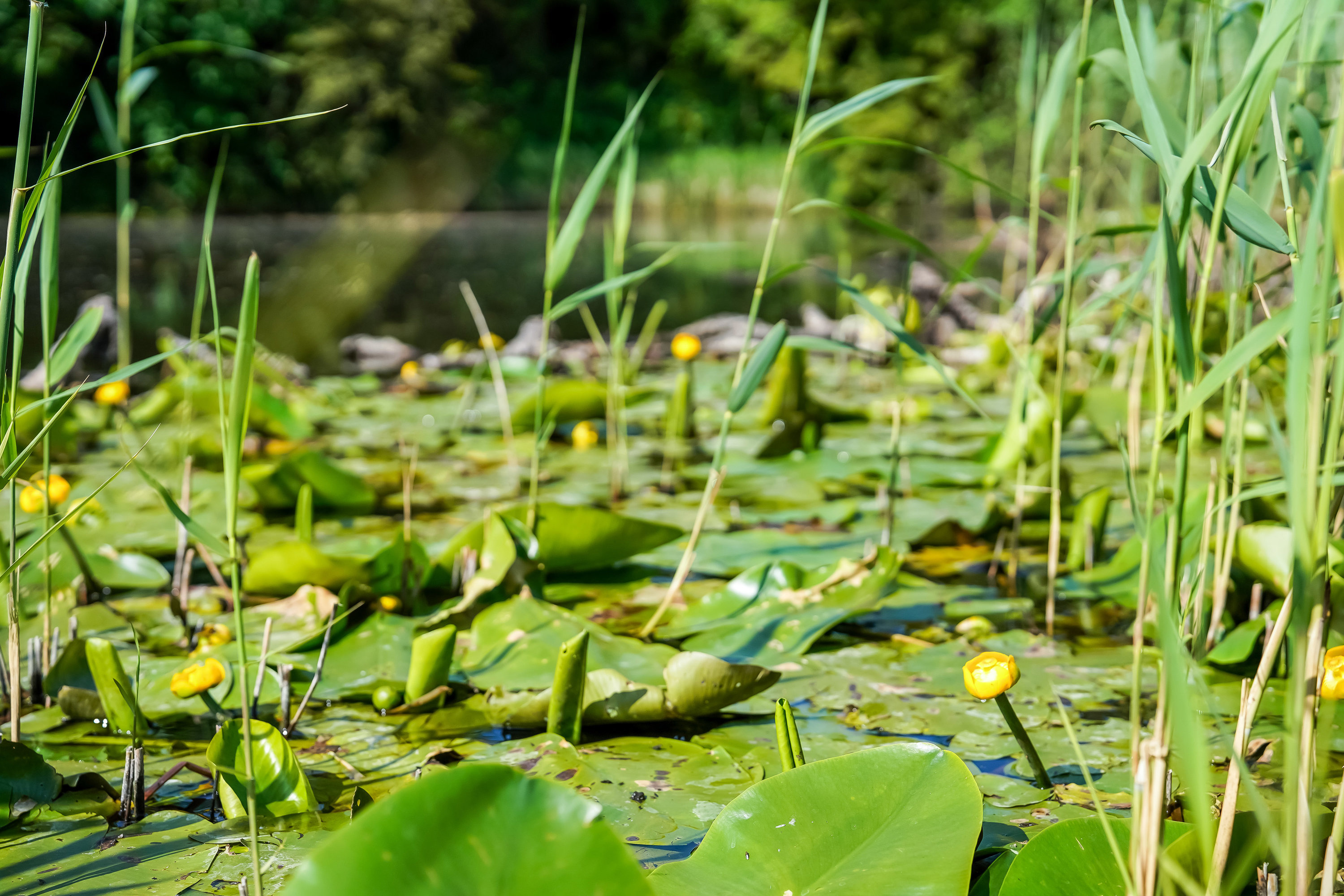 Fremhævet have billede i fuldskærmstilstand. Billede af Pæonvænget 17, 5000 Odense C