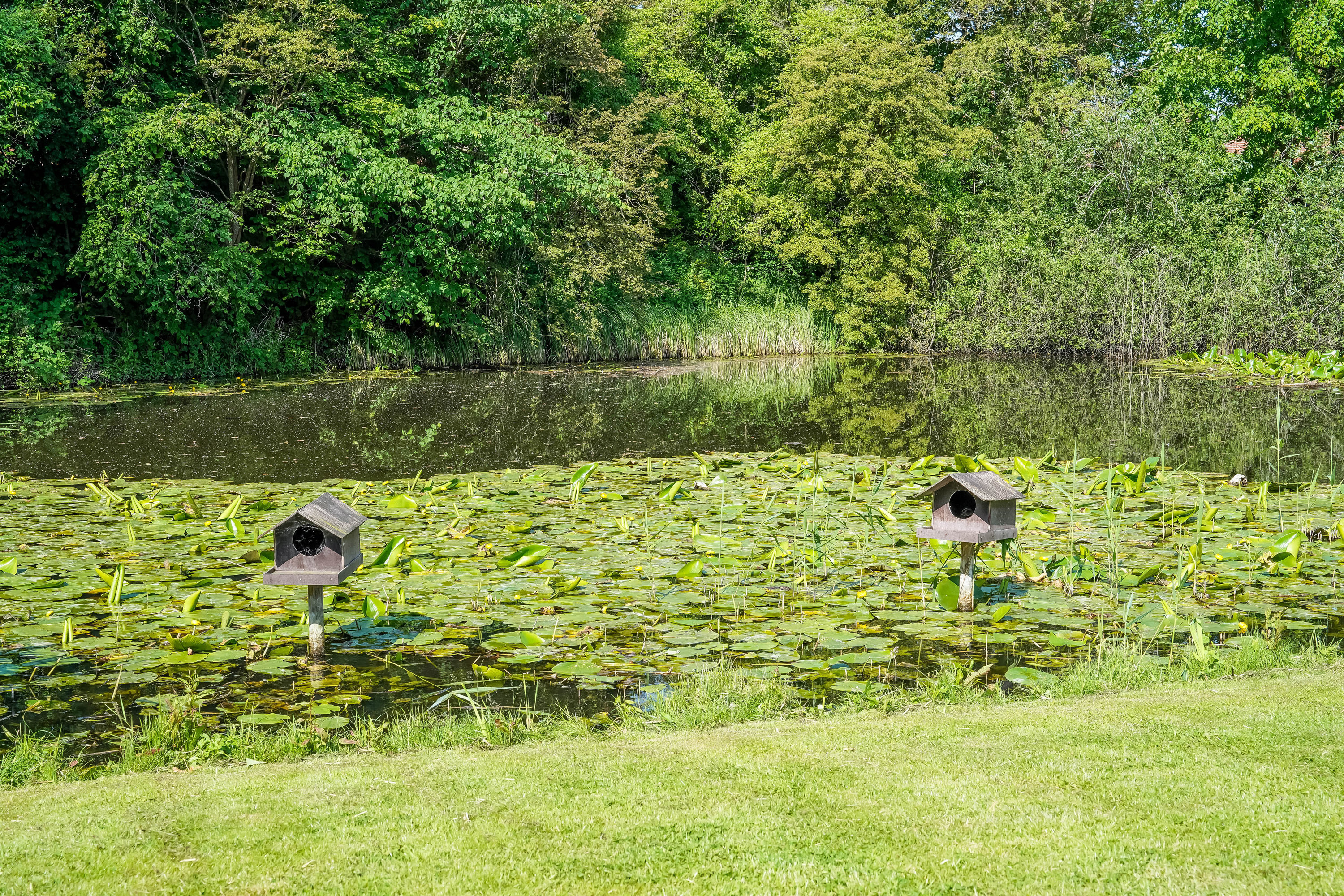 Fremhævet have billede i fuldskærmstilstand. Billede af Pæonvænget 17, 5000 Odense C