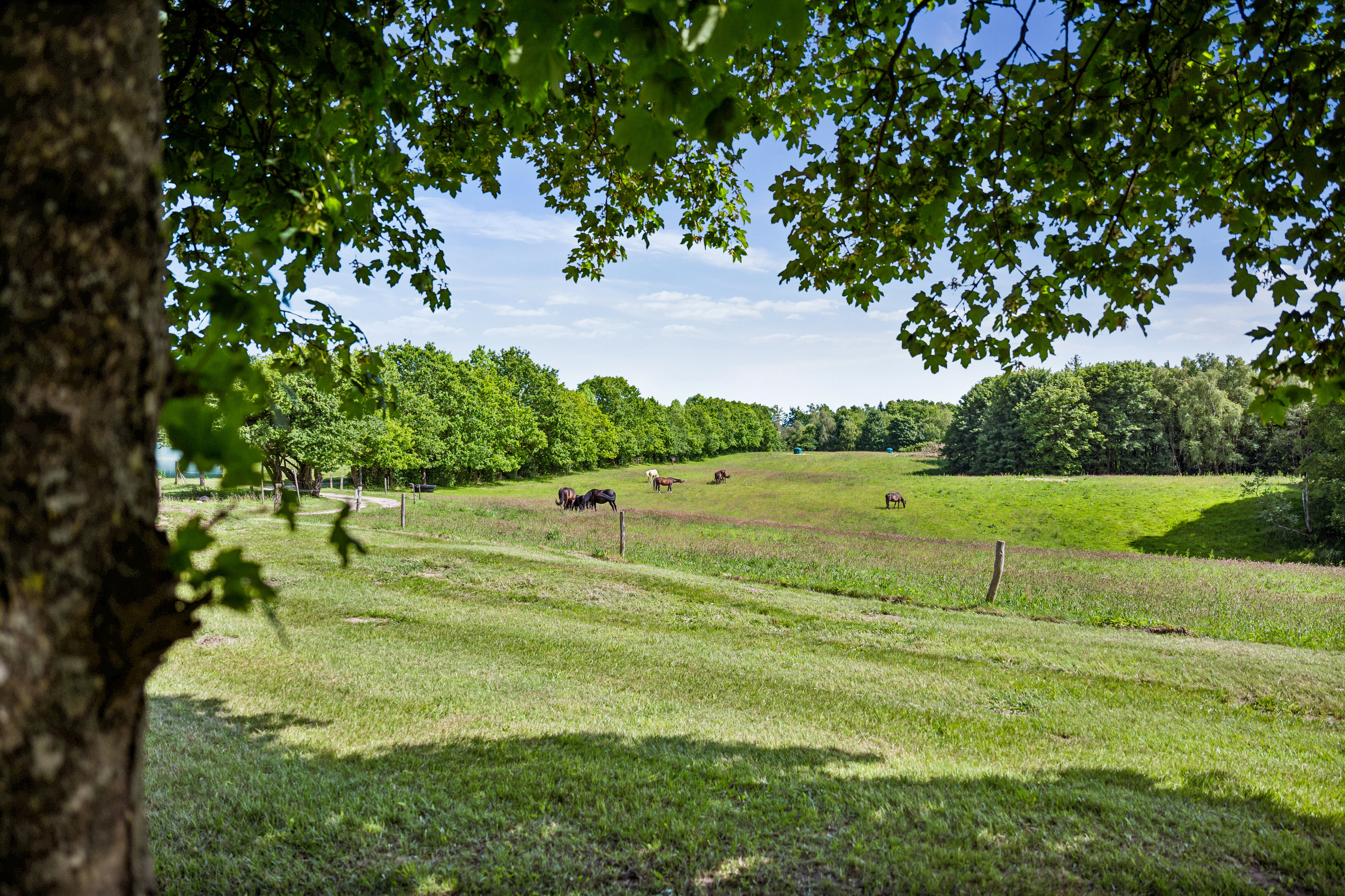 Fremhævet udsigt billede i fuldskærmstilstand. Billede af Skovbovej 52, Krogen, 9500 Hobro