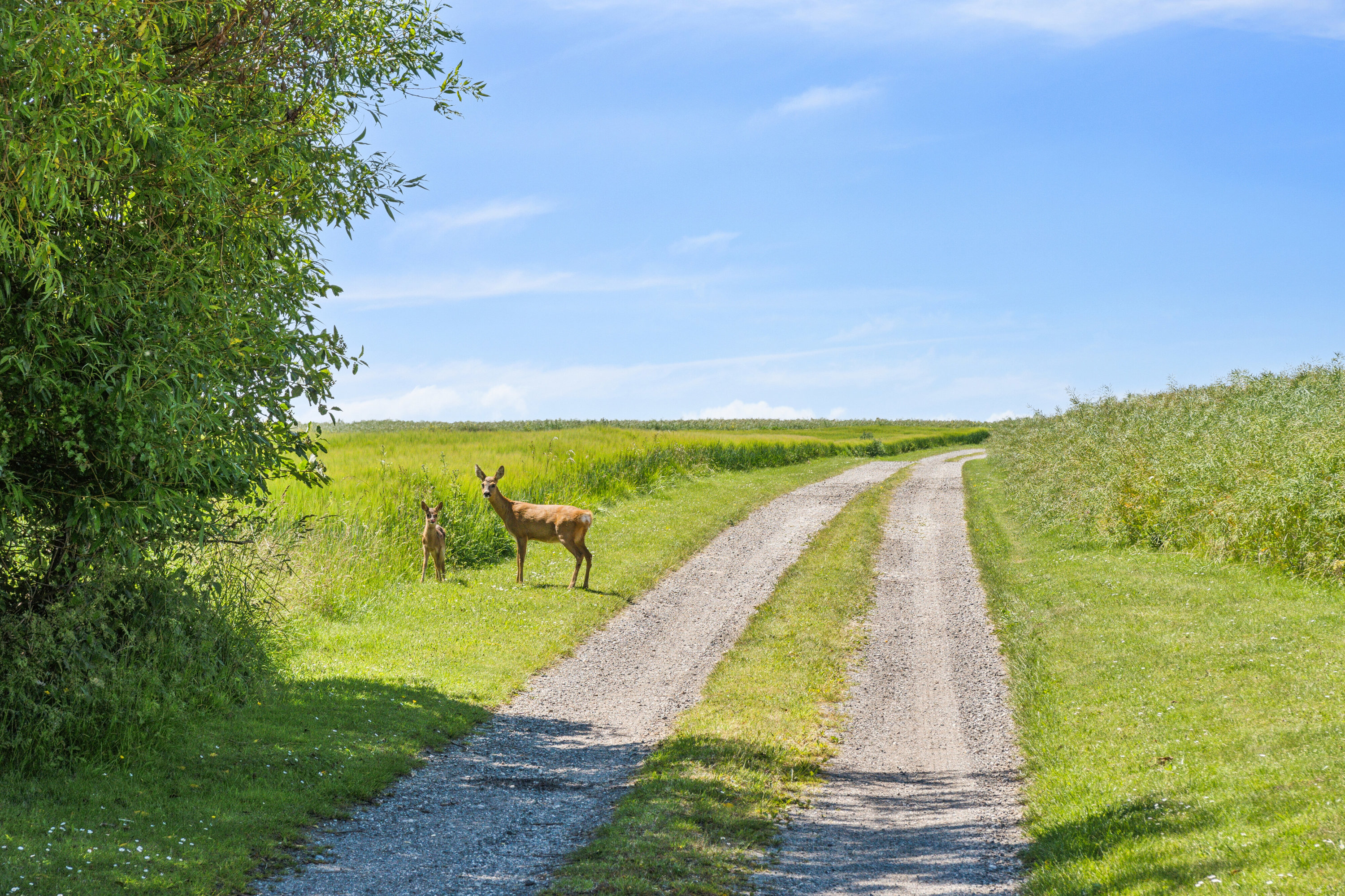 Fremhævet udsigt billede i fuldskærmstilstand. Billede af Svinøvestervej 30, 4750 Lundby