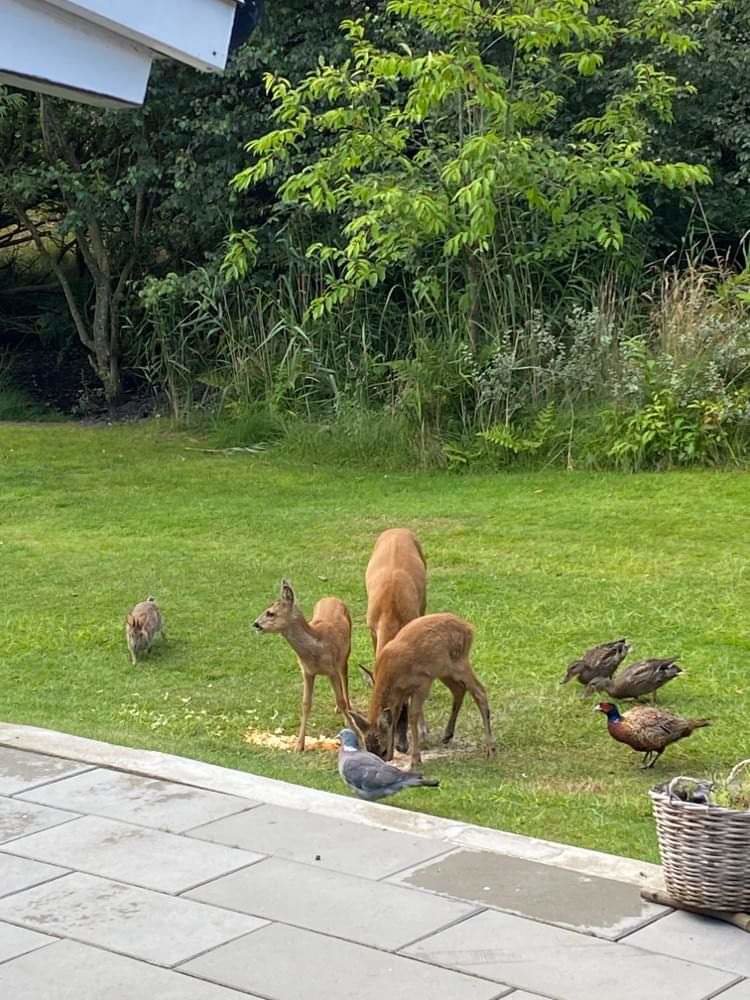 Fremhævet  billede i fuldskærmstilstand. Billede af Lyngvej 28, Rindby Strand, 6720 Fanø