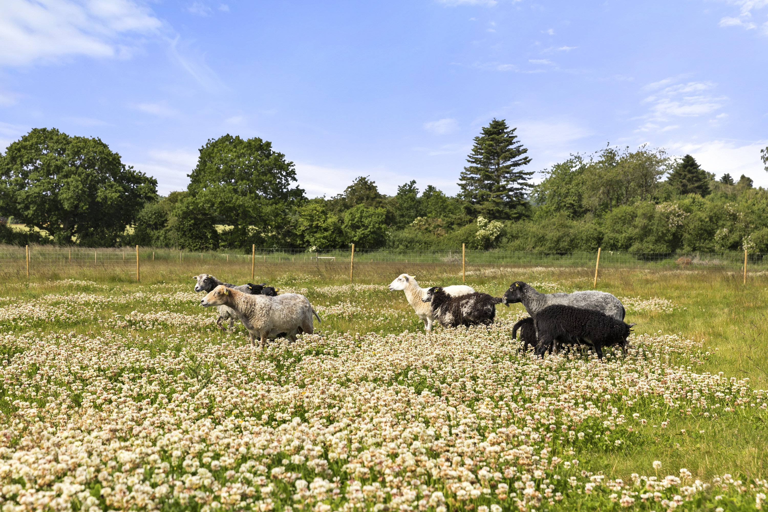 Fremhævet grund billede i fuldskærmstilstand. Billede af Langevej 2, 4173 Fjenneslev