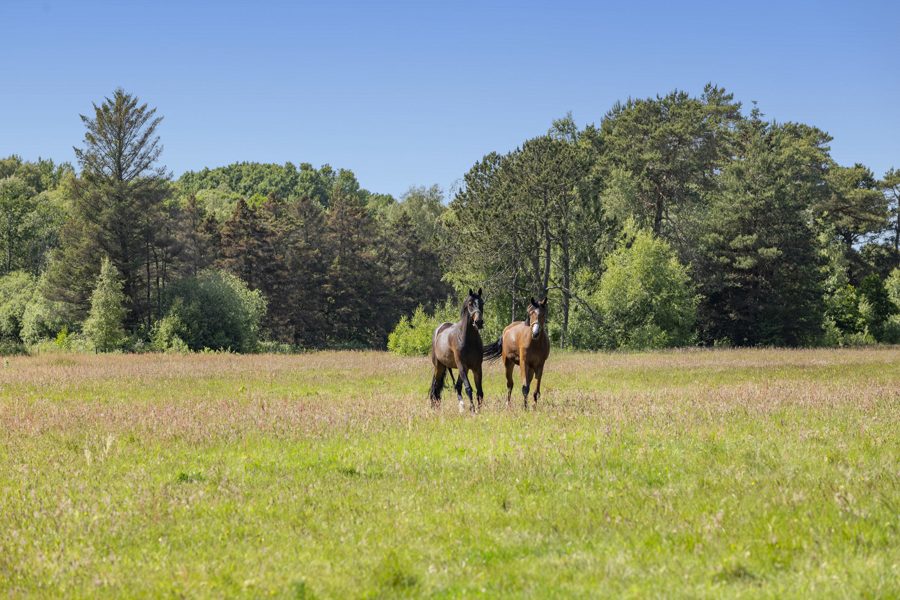 Fremhævet have billede i fuldskærmstilstand. Billede af Nørtvedvej 8, 9970 Strandby