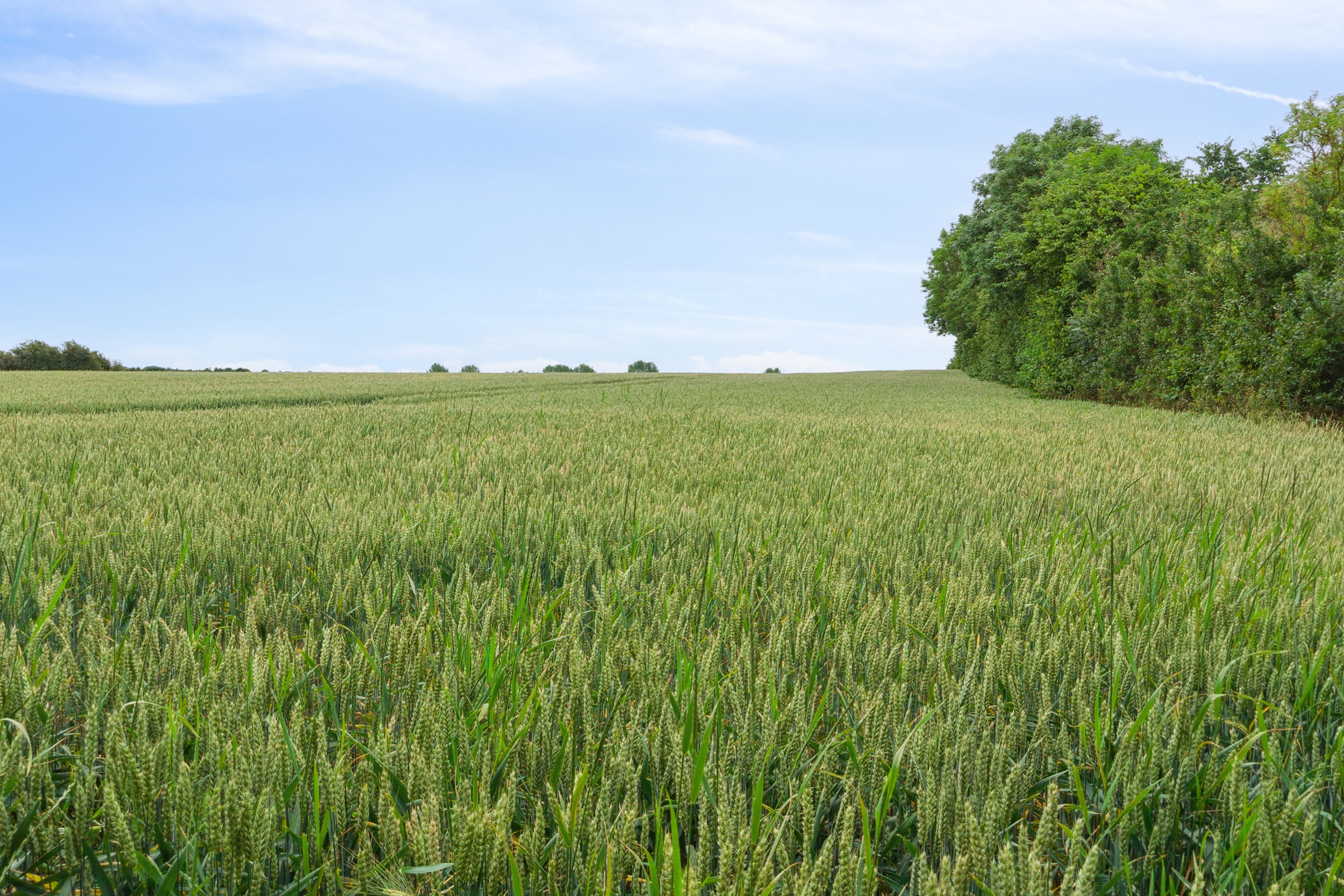 Fremhævet have billede i fuldskærmstilstand. Billede af Torupvej 22, Torup, 5485 Skamby