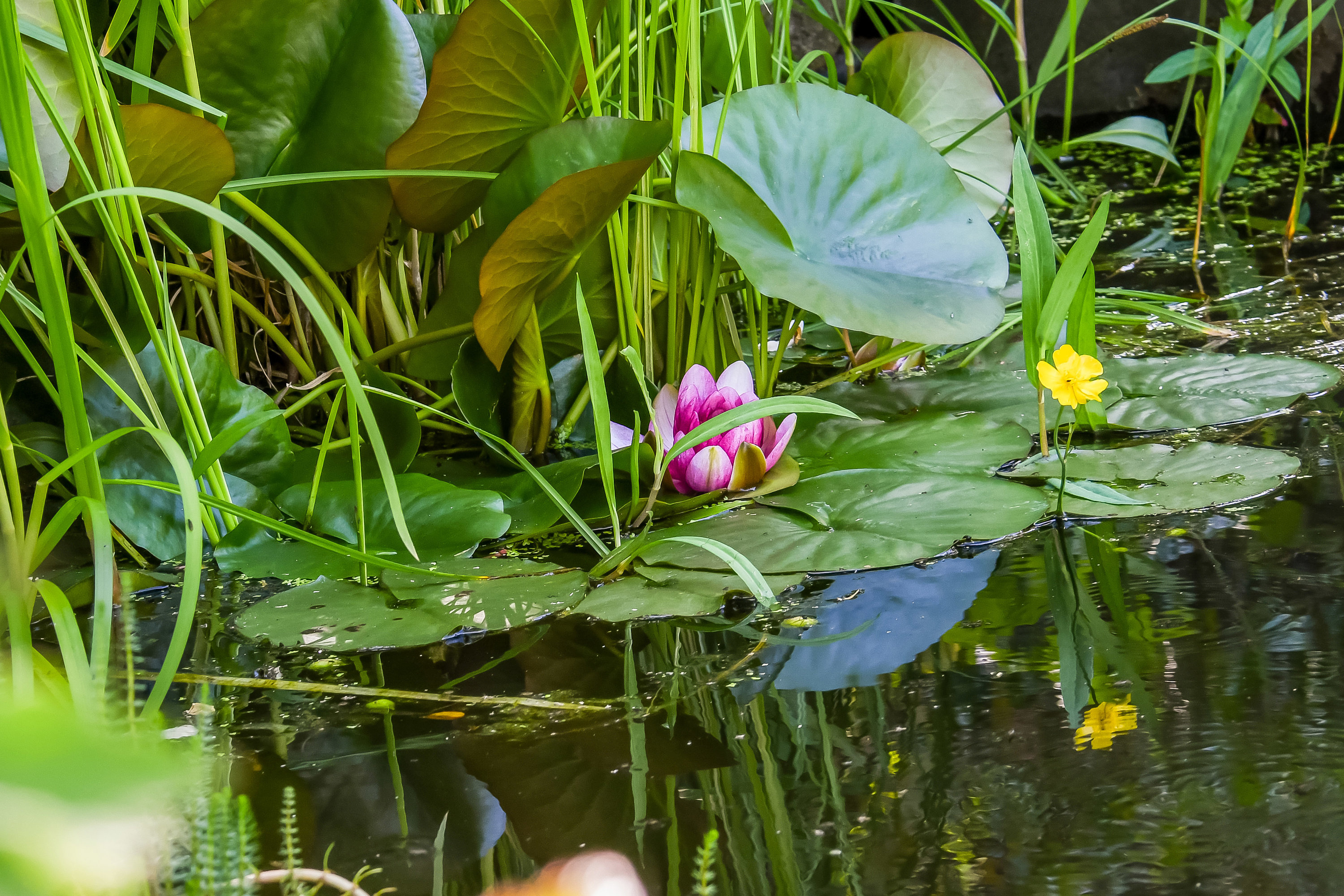 Fremhævet have billede i fuldskærmstilstand. Billede af Bettevej 1B, Ølby, 7600 Struer