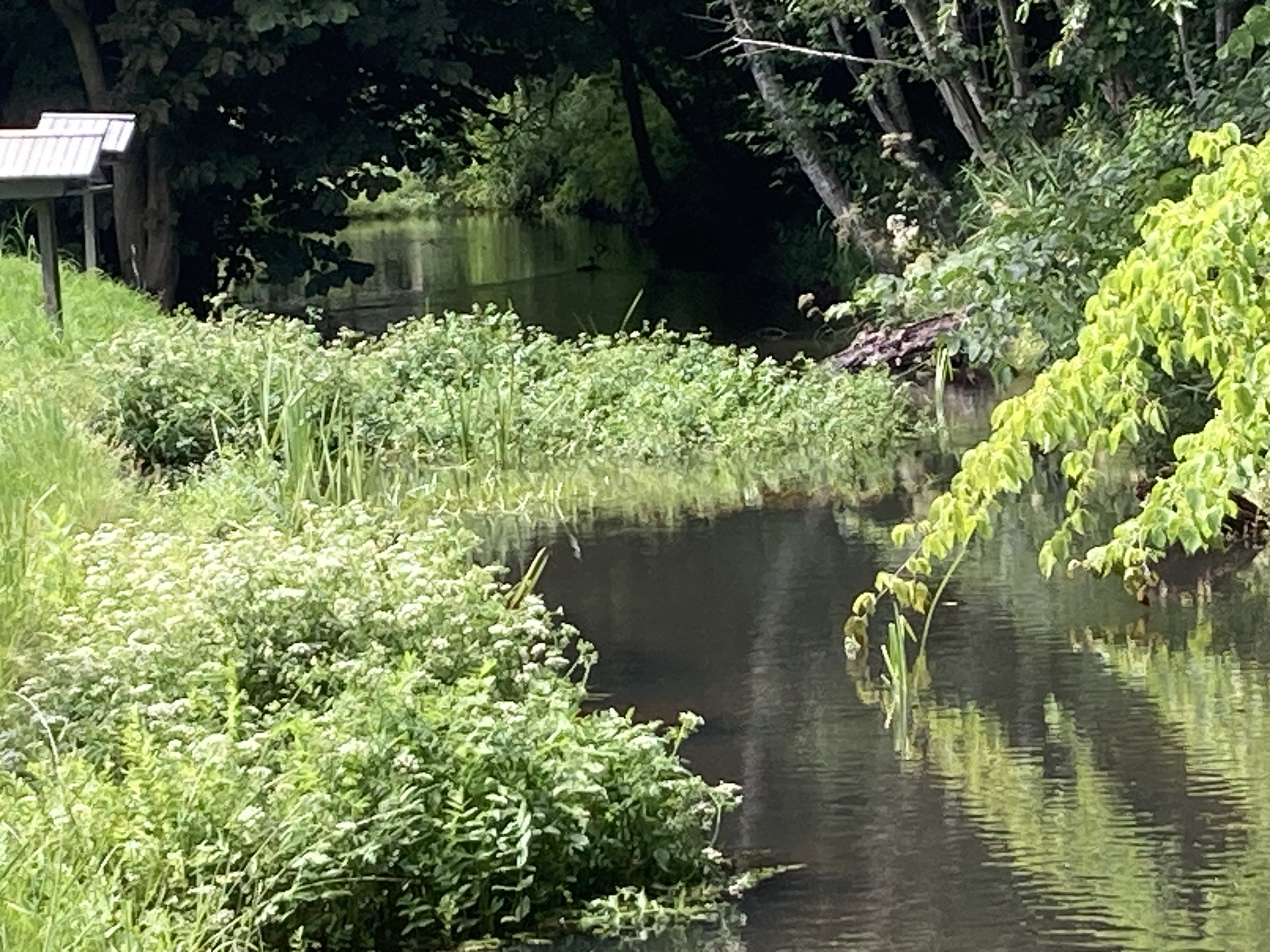 Fremhævet å i baghaven billede i fuldskærmstilstand. Billede af Sallinge Ågade 14, Sallinge, 5750 Ringe