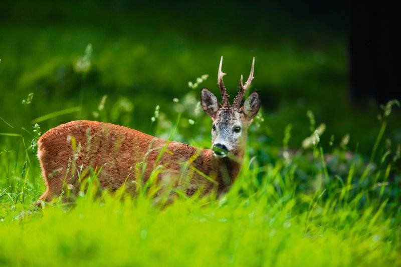Fremhævet  billede i fuldskærmstilstand. Billede af Grindstedvej 43, Hammer Bakker, 9310 Vodskov