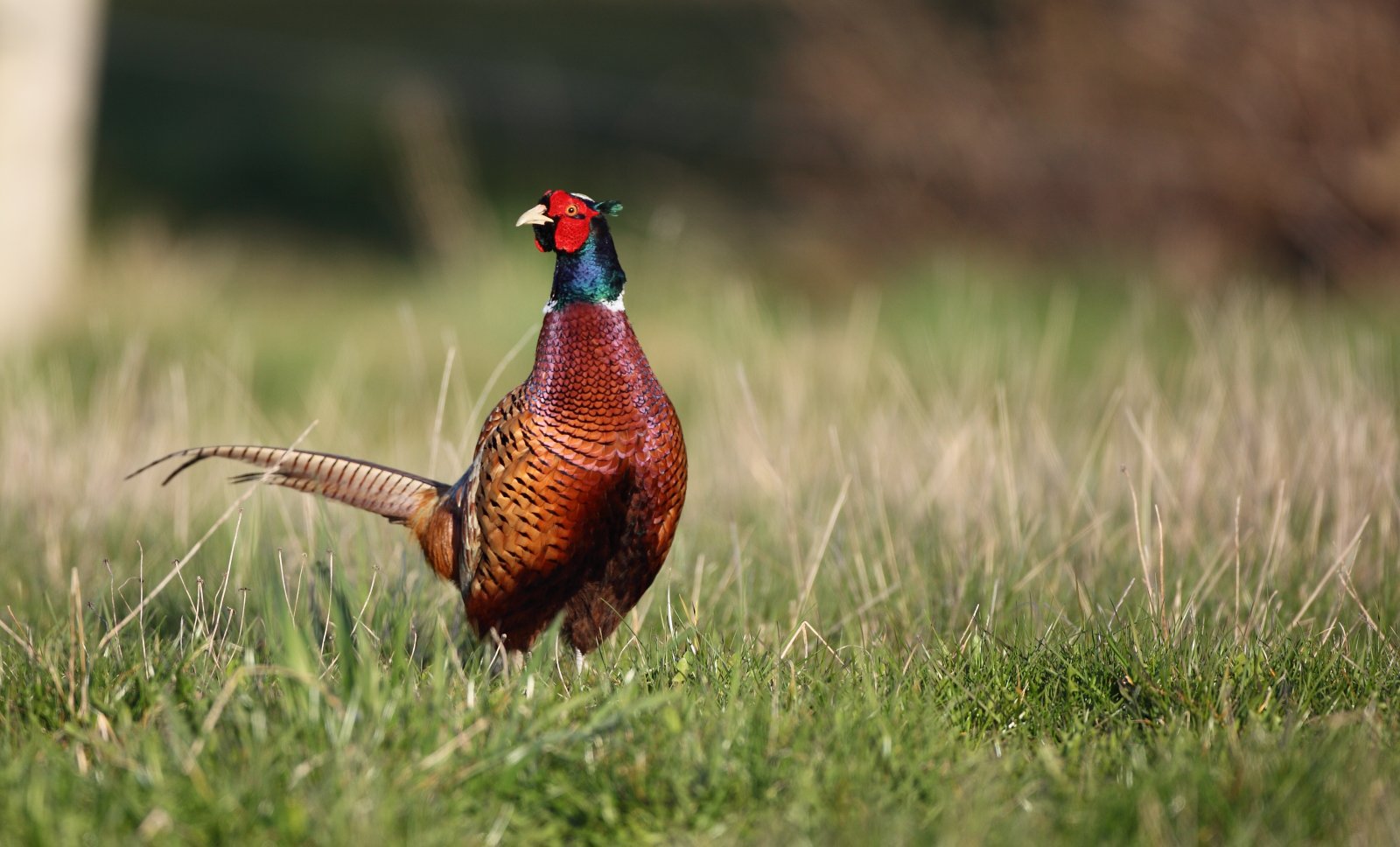 Fremhævet  billede i fuldskærmstilstand. Billede af Grindstedvej 43, Hammer Bakker, 9310 Vodskov