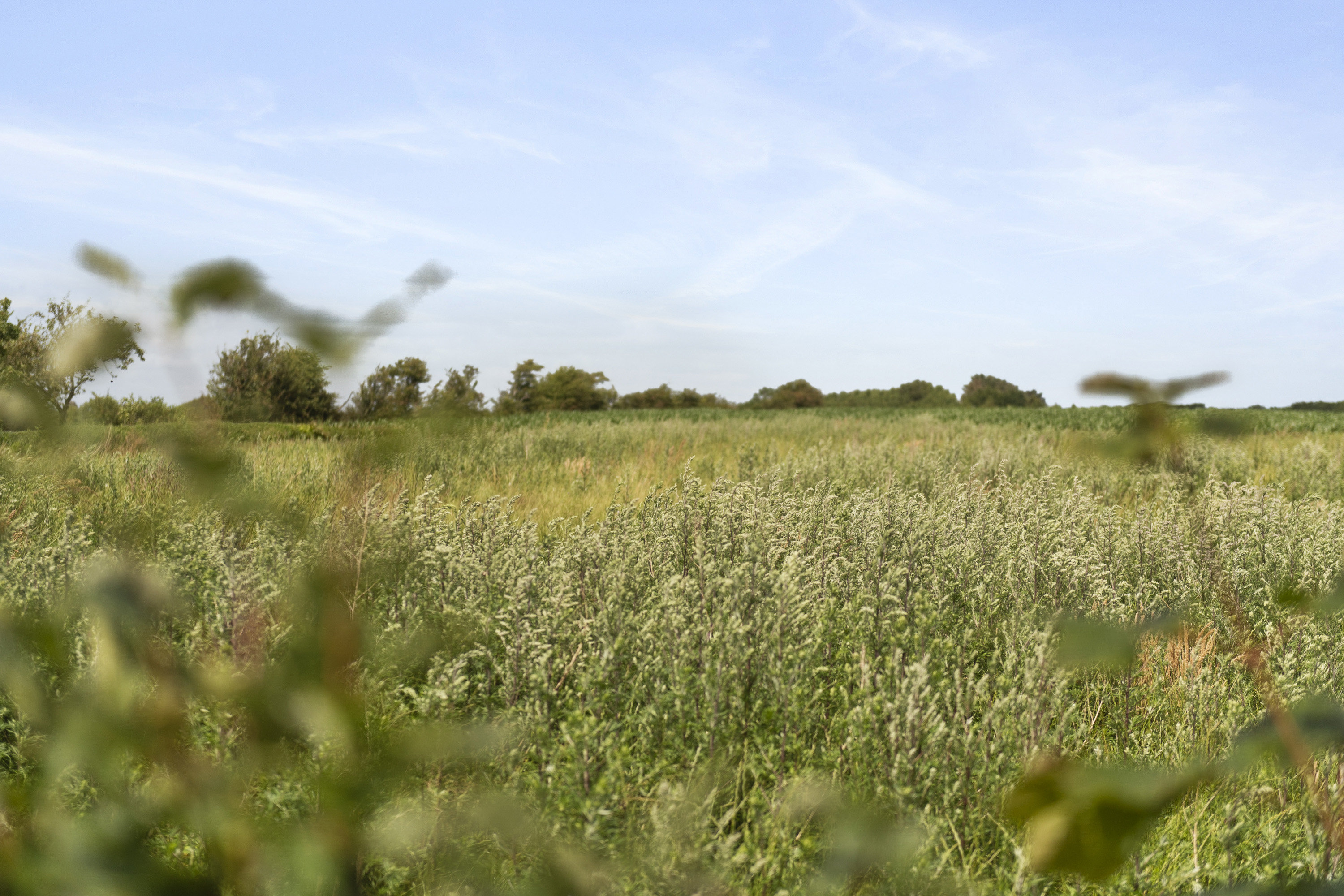 Fremhævet område billede i fuldskærmstilstand. Billede af Kirkegade 16, Alslev, 6800 Varde