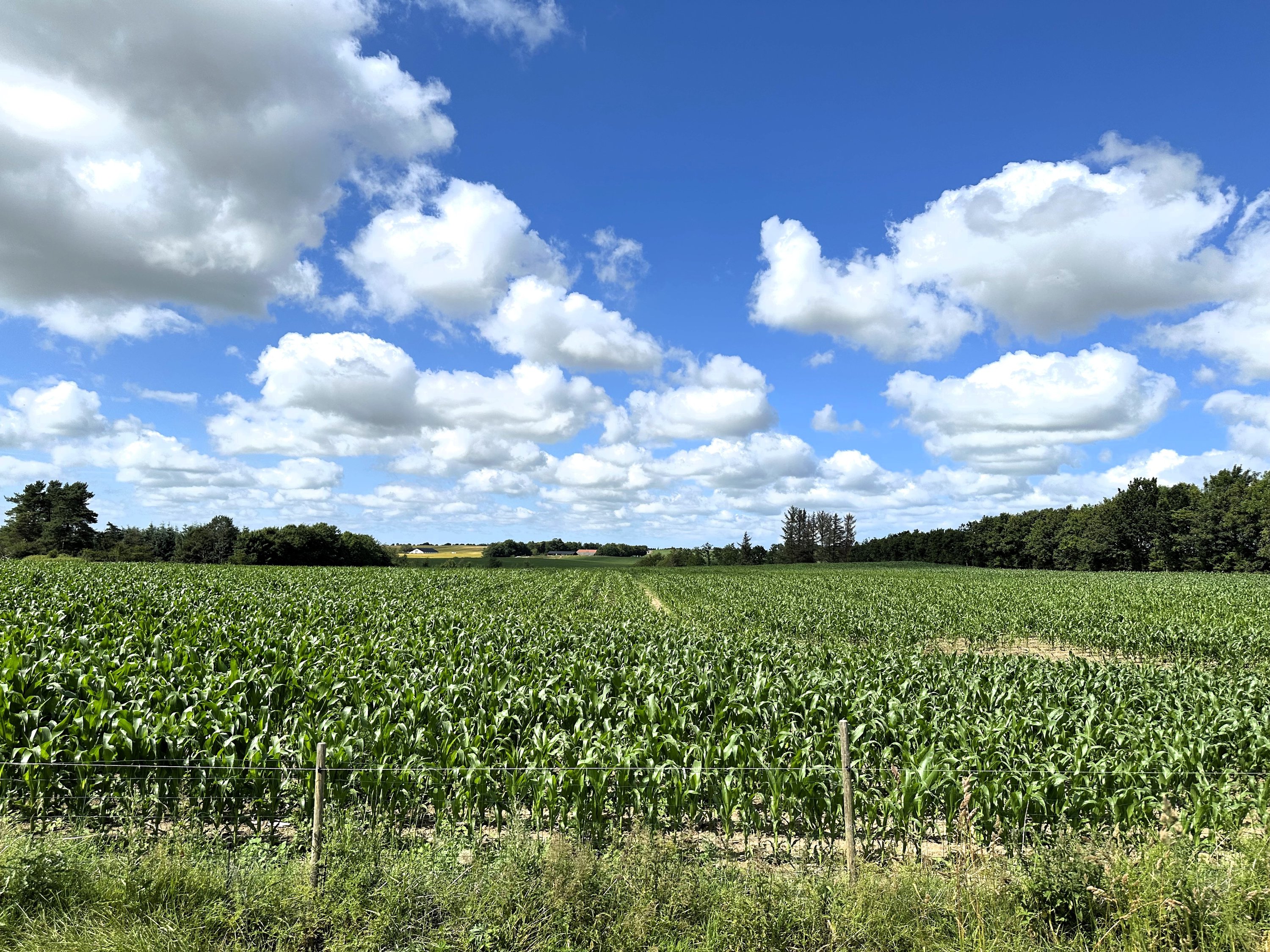 Fremhævet  billede i fuldskærmstilstand. Billede af Fjembevej 42, 9352 Dybvad
