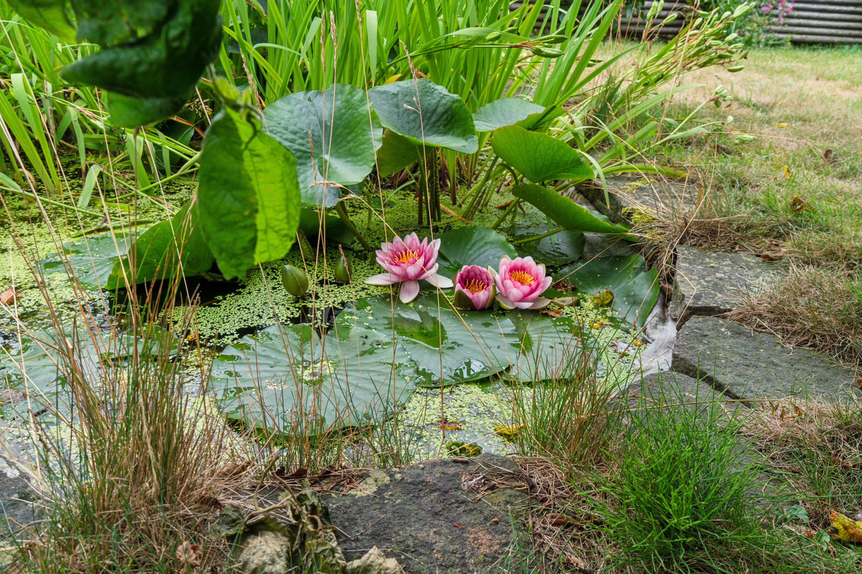 Fremhævet udendørs billede i fuldskærmstilstand. Billede af Haslevej 106, Rønne, 3700 Rønne