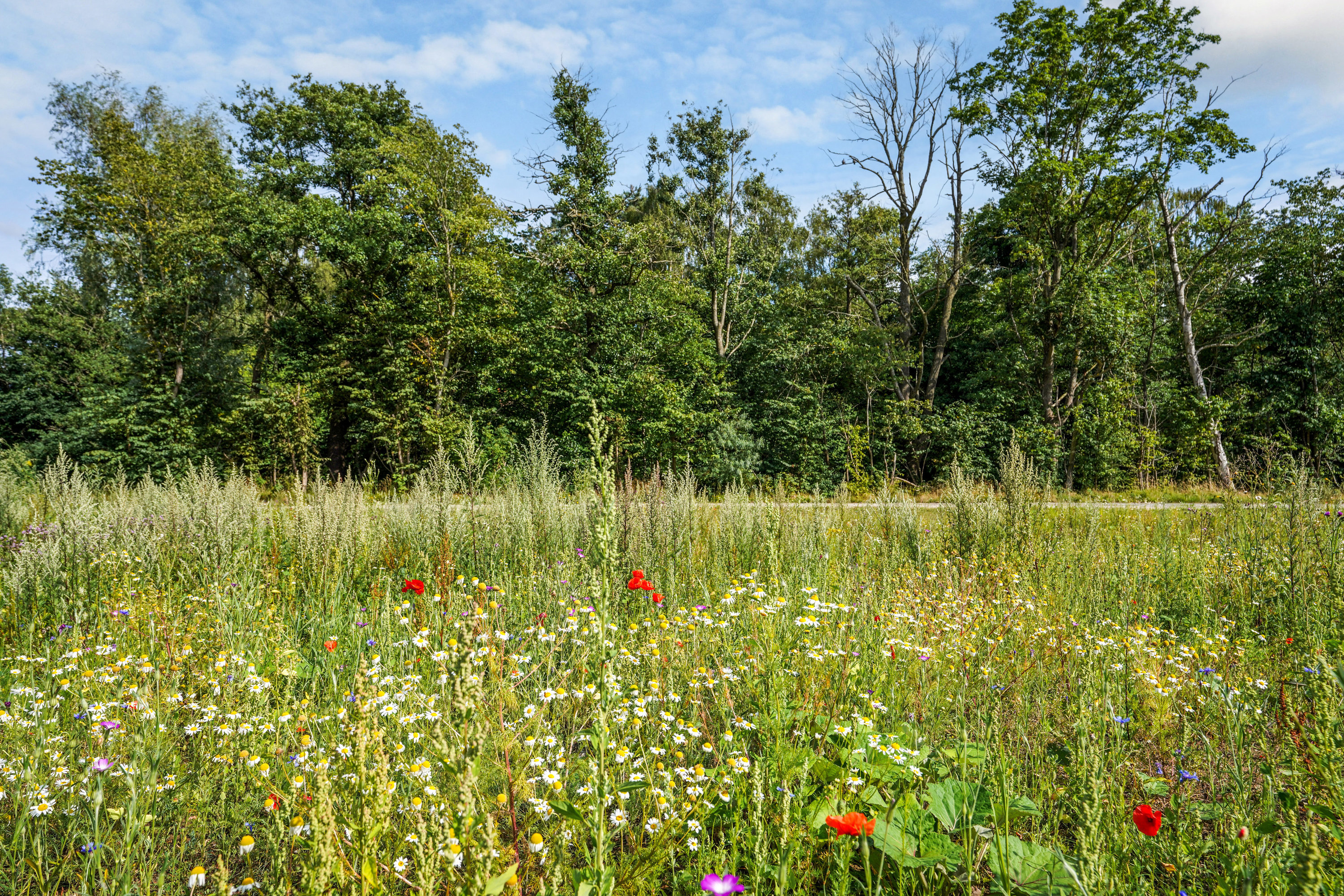 Fremhævet  billede i fuldskærmstilstand. Billede af Vandmynten 22, Dalum, 5250 Odense SV