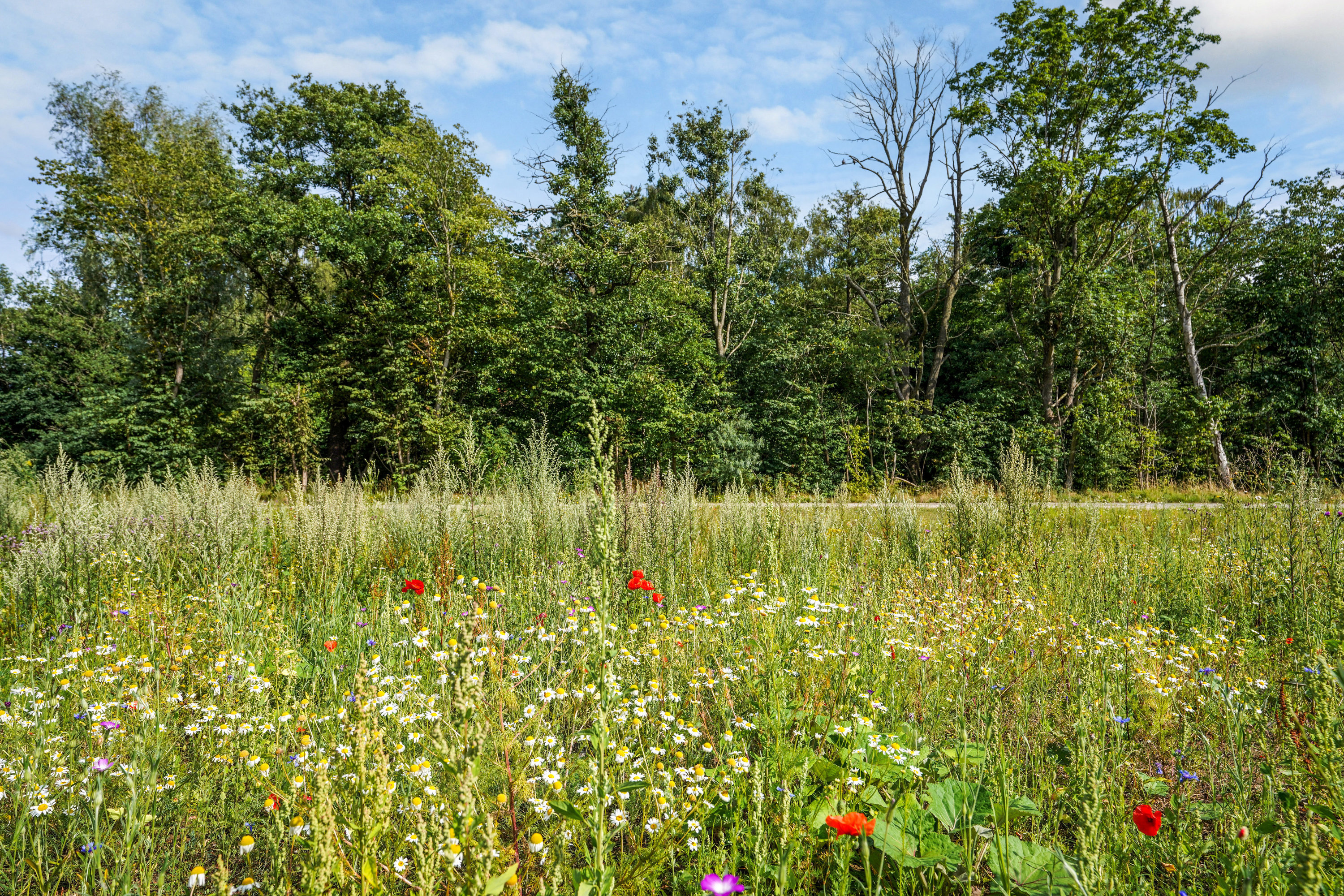 Fremhævet  billede i fuldskærmstilstand. Billede af Nøkkerosen 5, Dalum, 5250 Odense SV