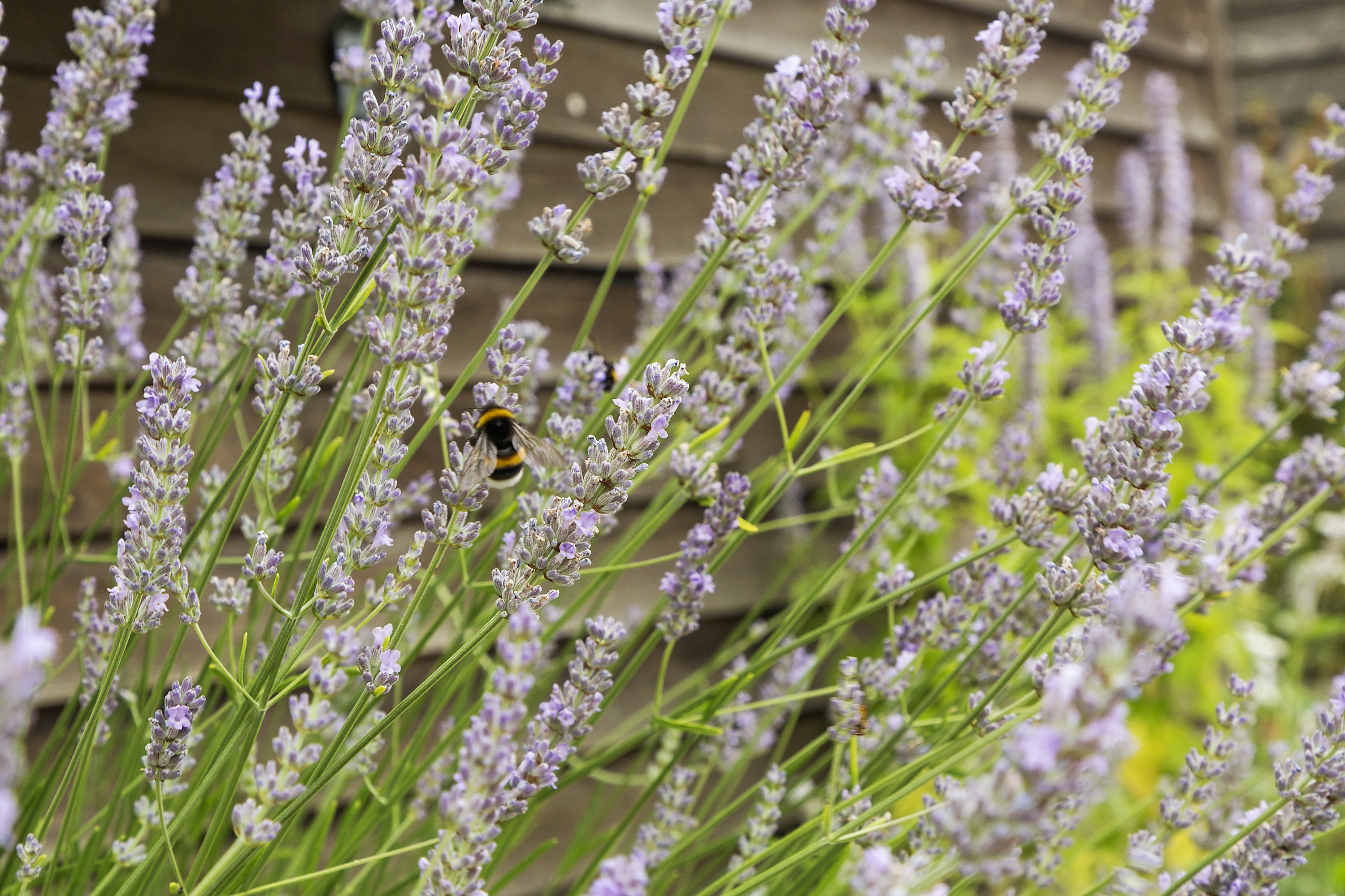 Fremhævet  billede i fuldskærmstilstand. Billede af Luftmarinegade 32, 1432 København K