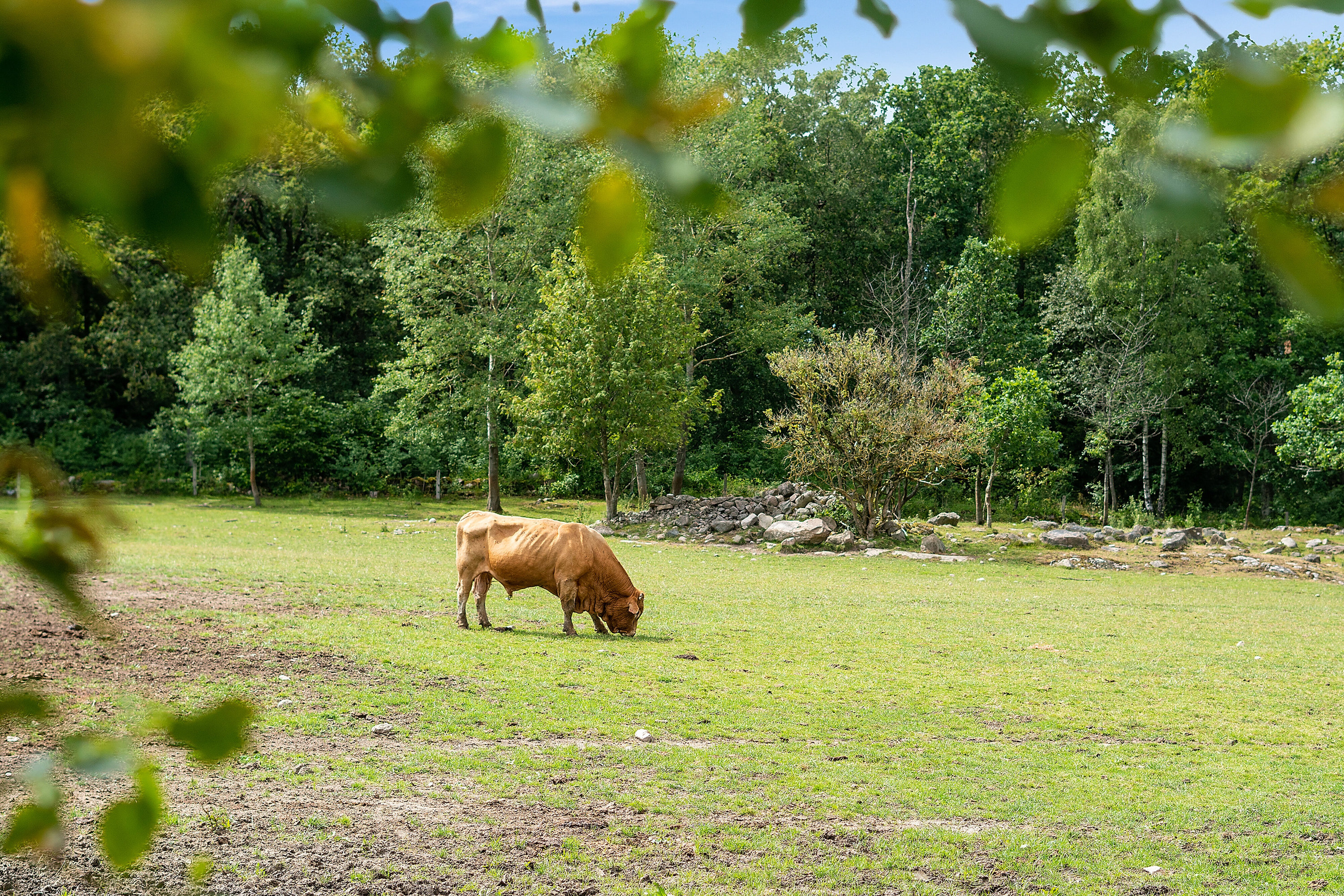 Fremhævet udendørs billede i fuldskærmstilstand. Billede af Puggevej 1, Rø, 3760 Gudhjem