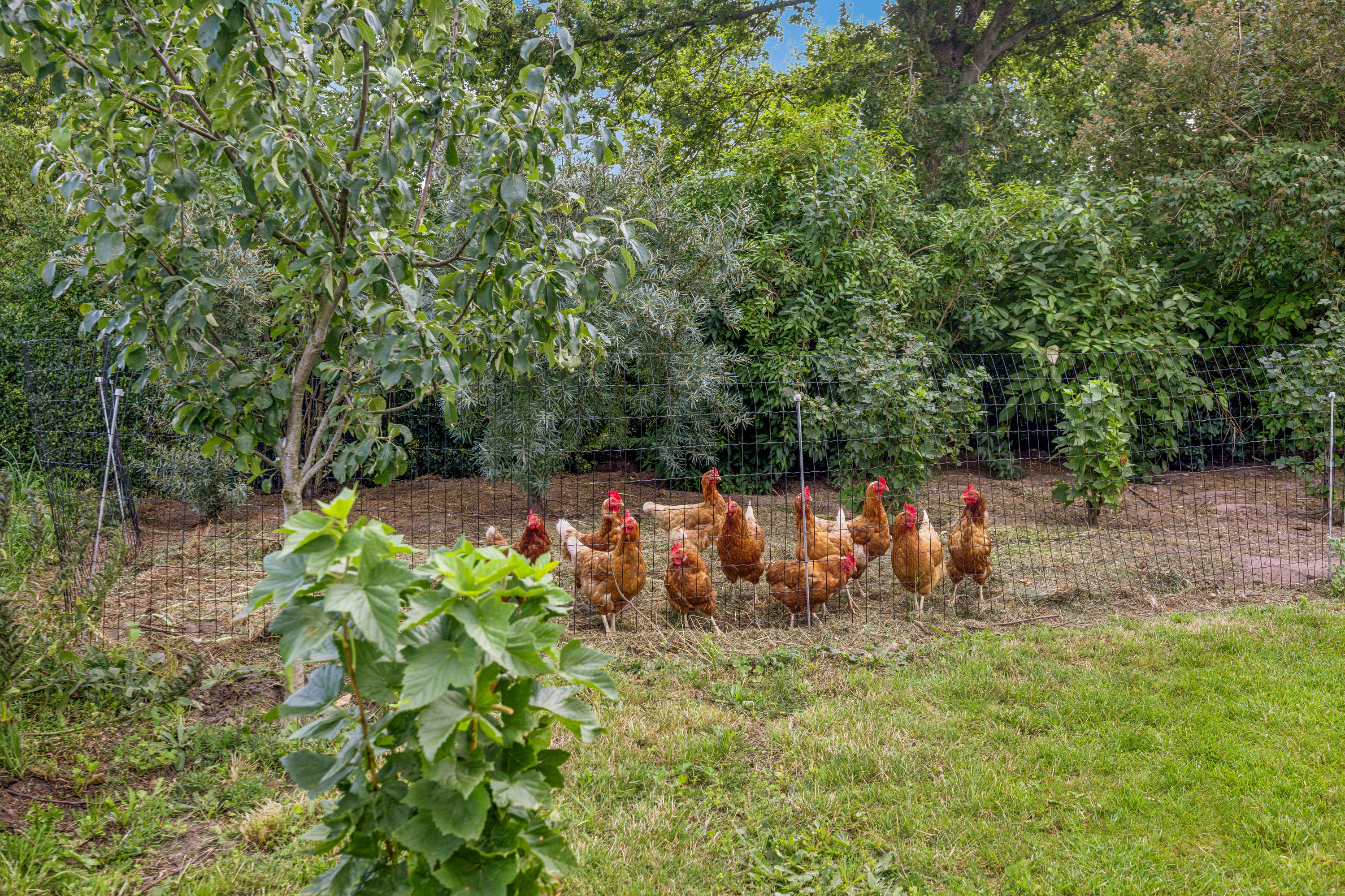 Fremhævet have billede i fuldskærmstilstand. Billede af Stammen 1, 9260 Gistrup