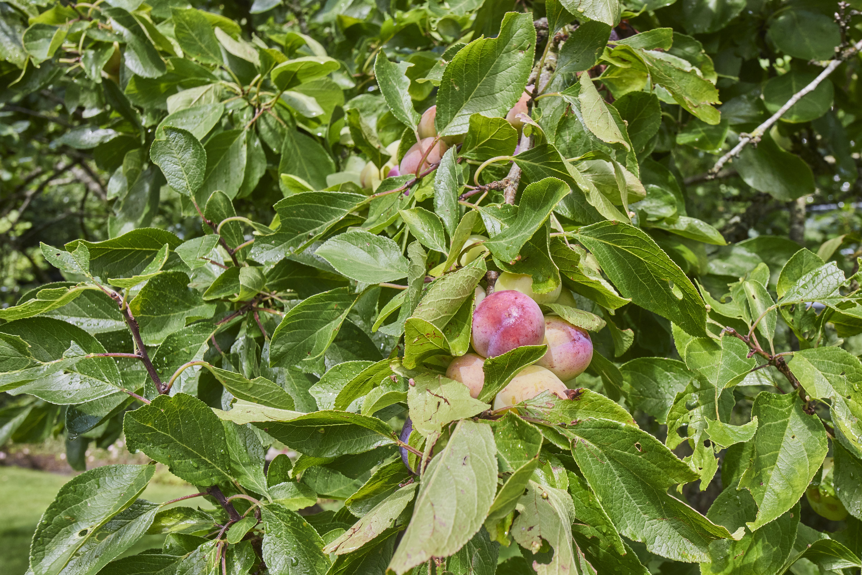 Fremhævet have billede i fuldskærmstilstand. Billede af Højmarkstoften 13, 8600 Silkeborg