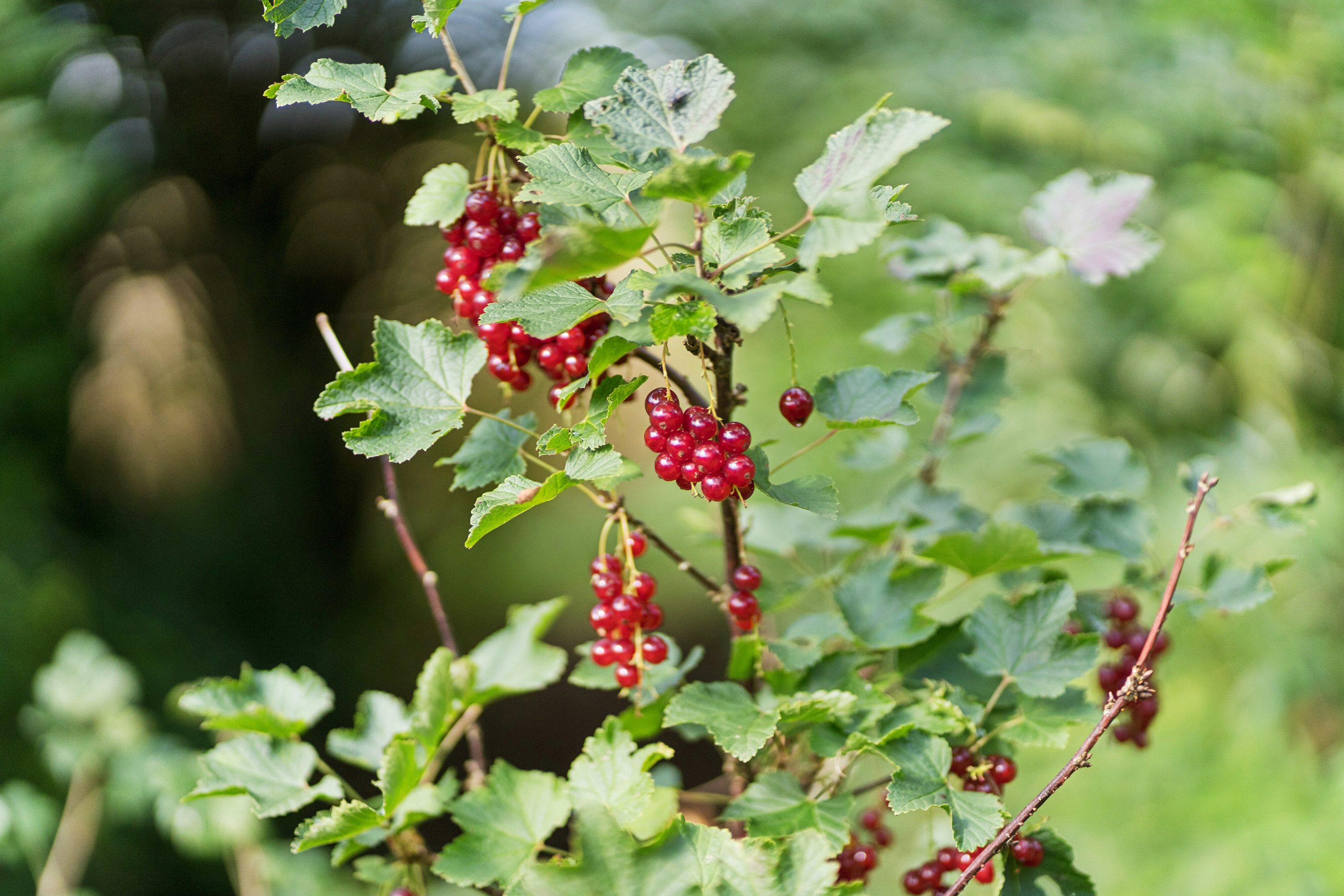 Fremhævet udendørs billede i fuldskærmstilstand. Billede af Elsborgvej 24, Sjørslev, 8620 Kjellerup