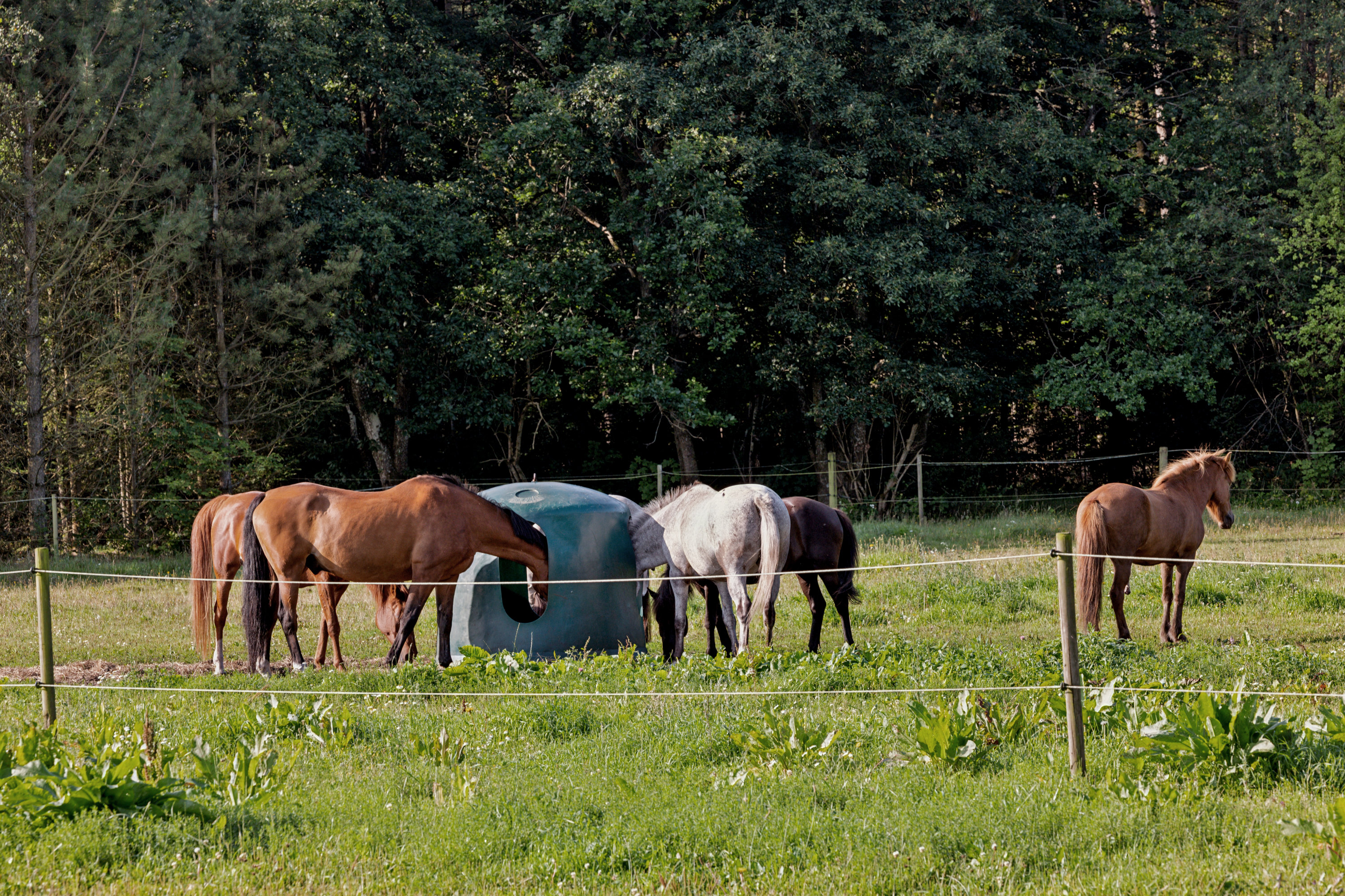 Fremhævet andet billede i fuldskærmstilstand. Billede af Liseborgvej 45, 8800 Viborg