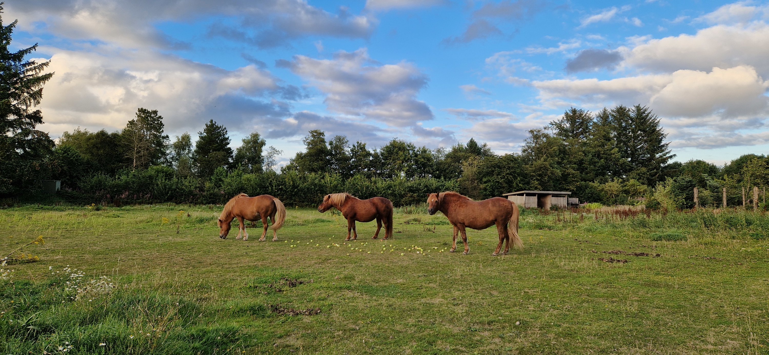 Fremhævet natur  billede i fuldskærmstilstand. Billede af Letagervej 2, Dejbjerg, 6900 Skjern
