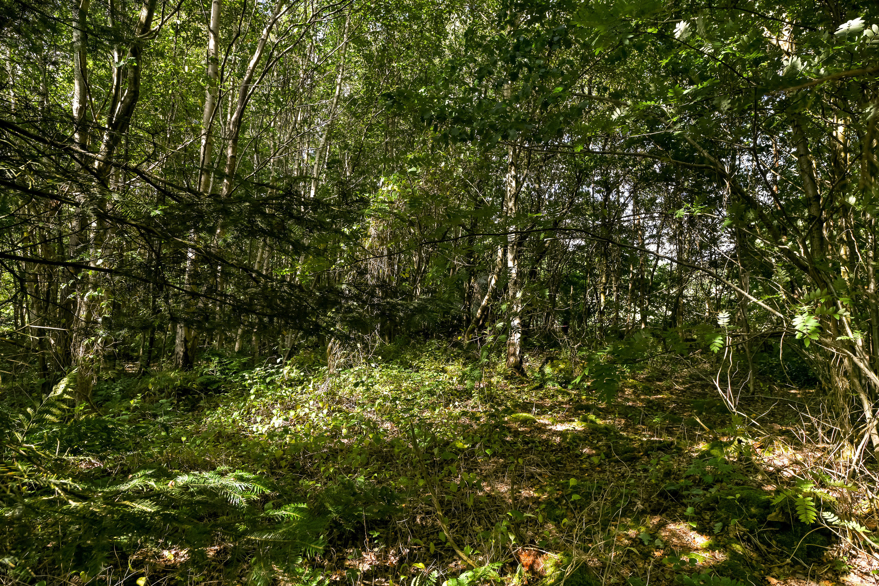 Fremhævet have billede i fuldskærmstilstand. Billede af Sjelborgdalen 7, 6710 Esbjerg V