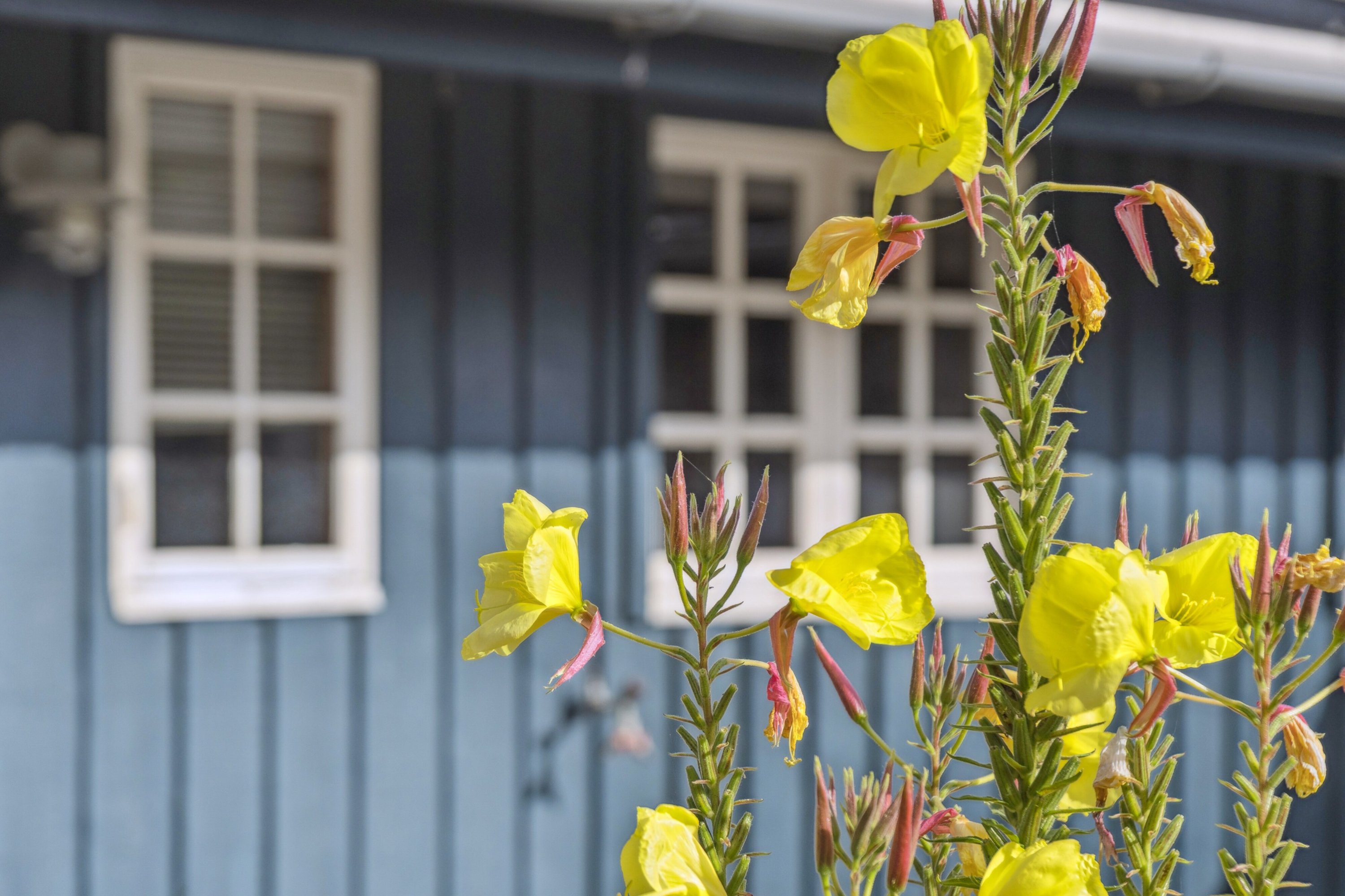 Fremhævet udendørs billede i fuldskærmstilstand. Billede af Kildehøj 17, Veddinge Bk, 4540 Fårevejle