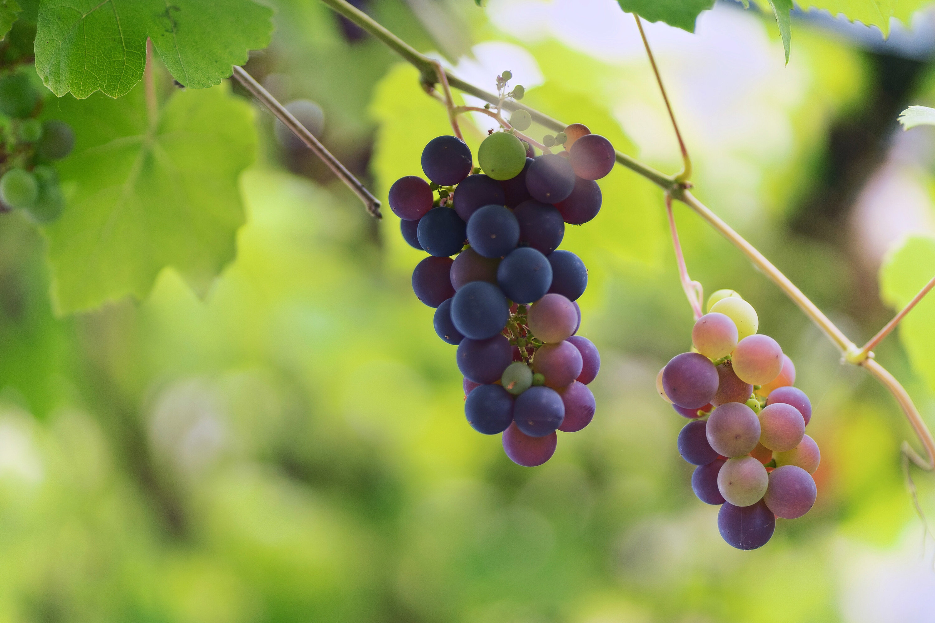 Fremhævet udendørs billede i fuldskærmstilstand. Billede af Krybdalvej 8, 8620 Kjellerup