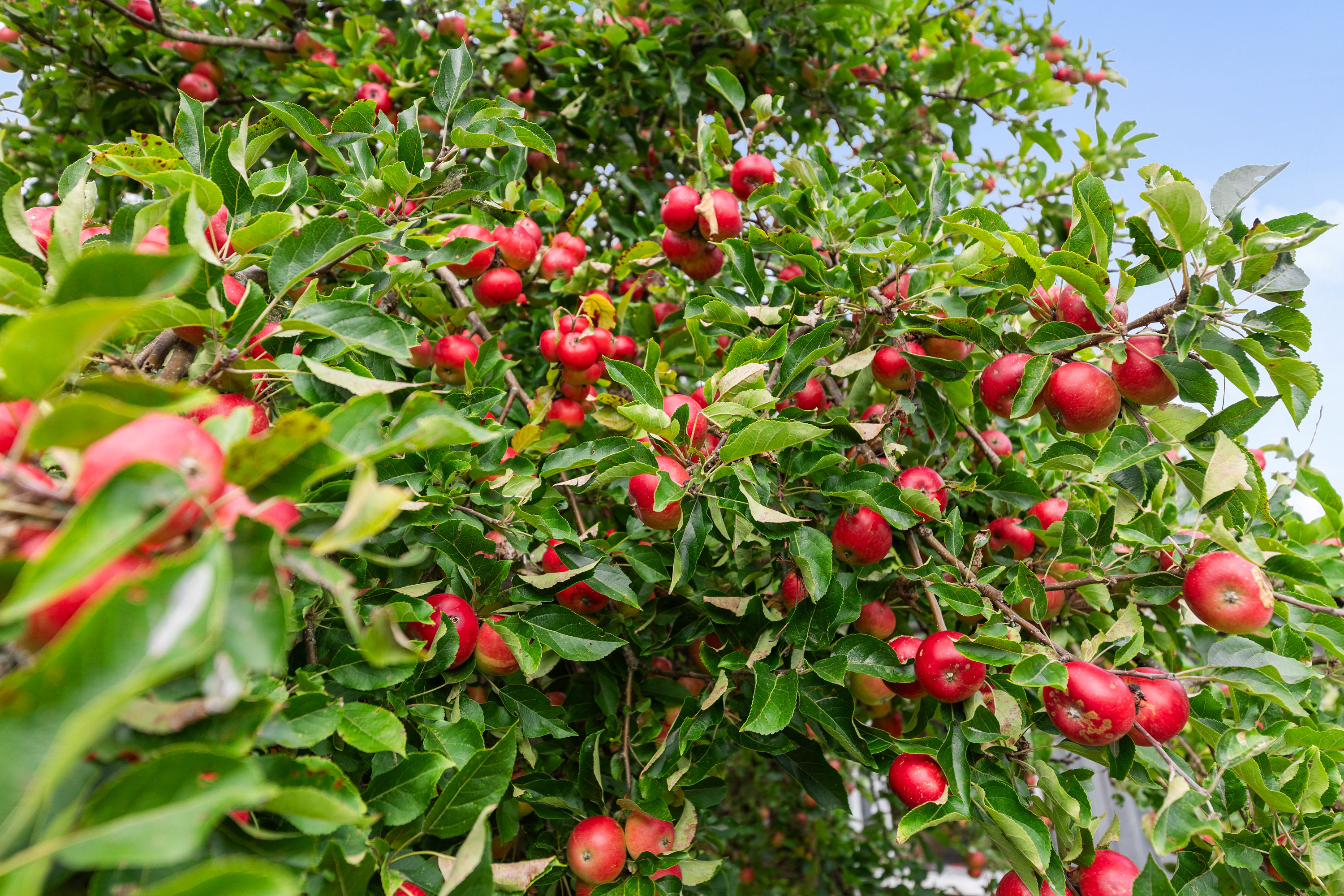 Fremhævet  billede i fuldskærmstilstand. Billede af Orøvænget 21, True, 8381 Tilst