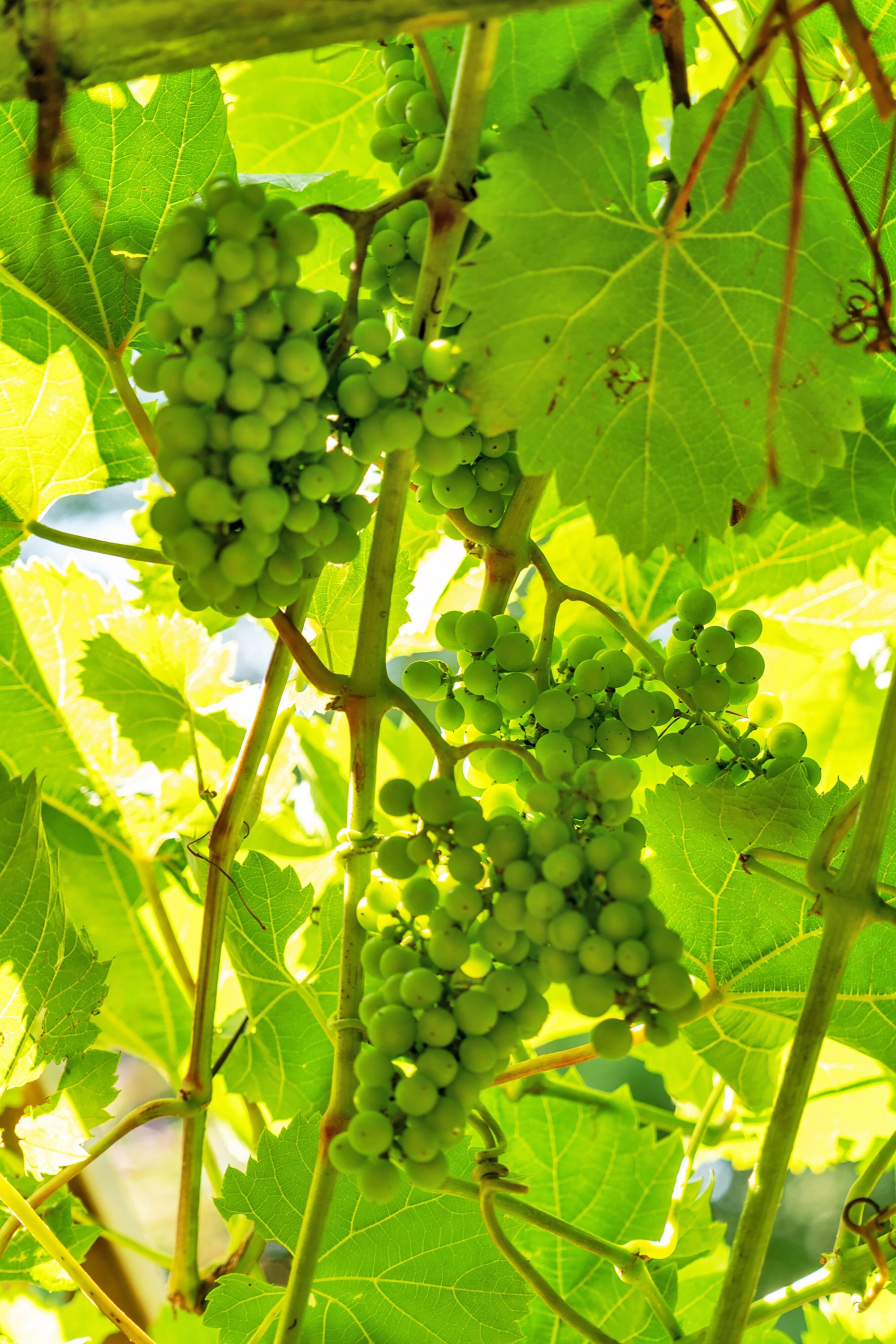 Fremhævet set fra haven billede i fuldskærmstilstand. Billede af Ingeborgvej 18, st.., 5000 Odense C