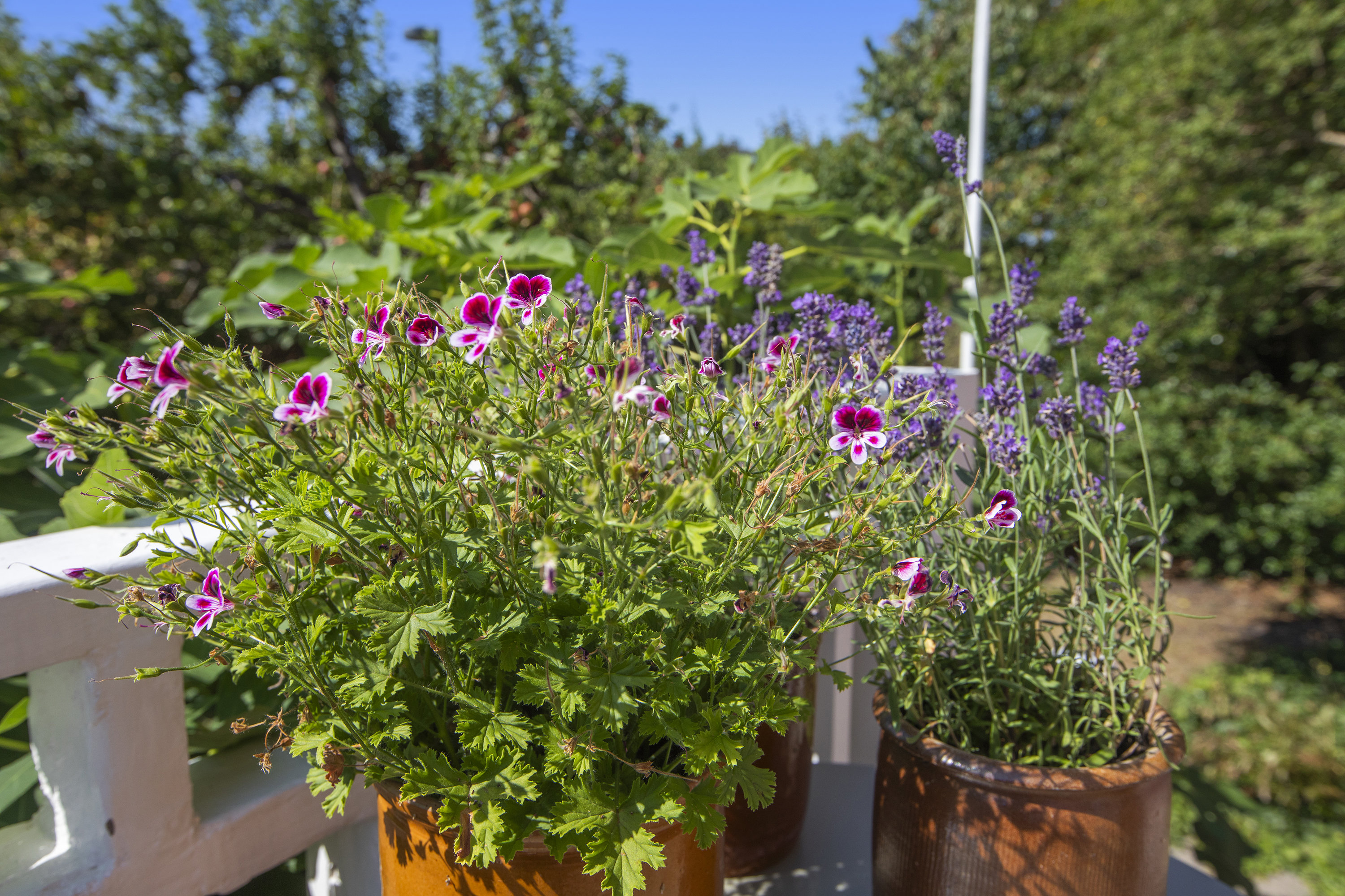 Fremhævet  billede i fuldskærmstilstand. Billede af Kirsten Kimers Vej 10, 2300 København S