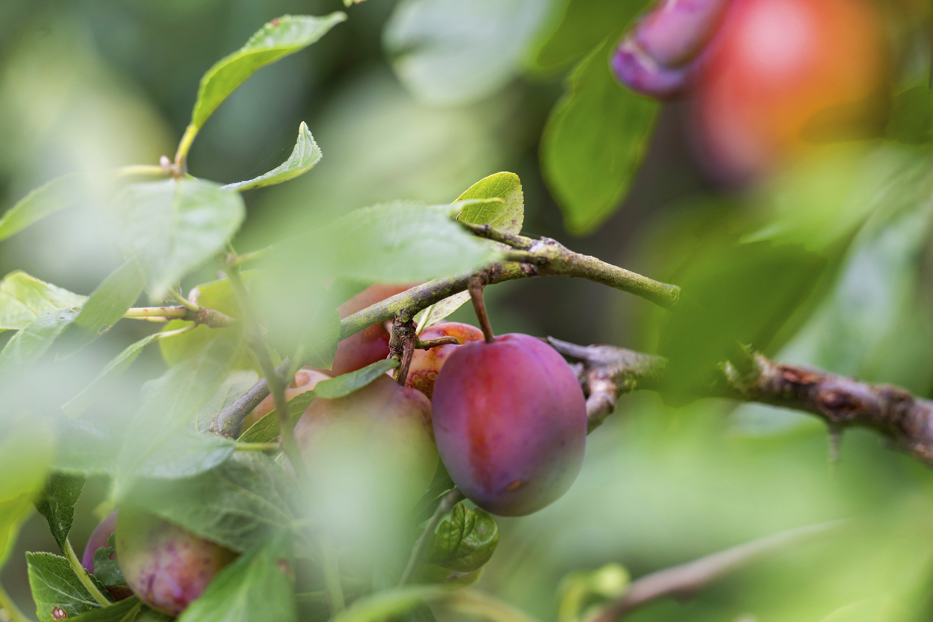 Fremhævet område billede i fuldskærmstilstand. Billede af Gæslingestien 23, Trørød, 2950 Vedbæk