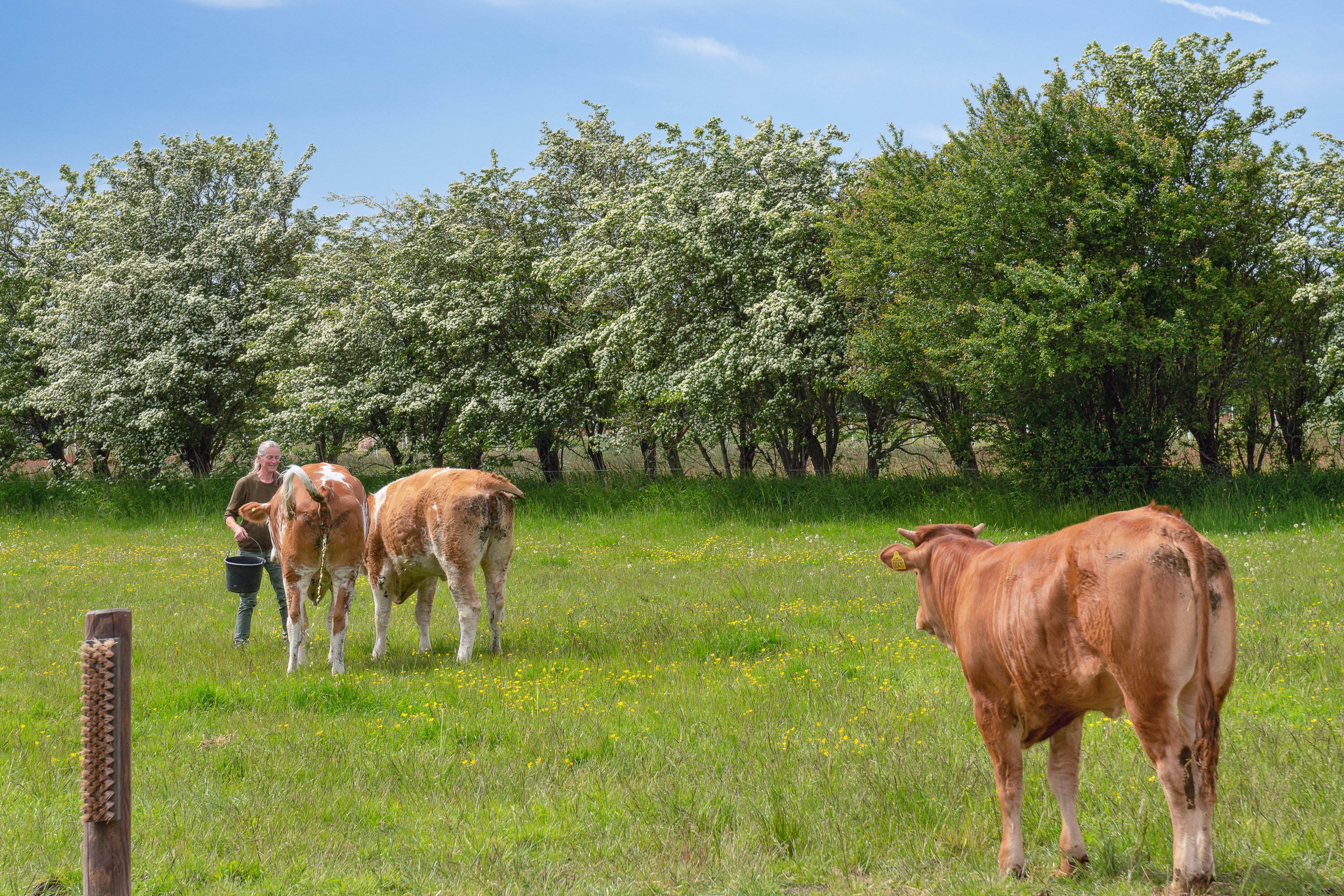 Fremhævet ejendom billede i fuldskærmstilstand. Billede af Nørholmsvej 207, 9000 Aalborg