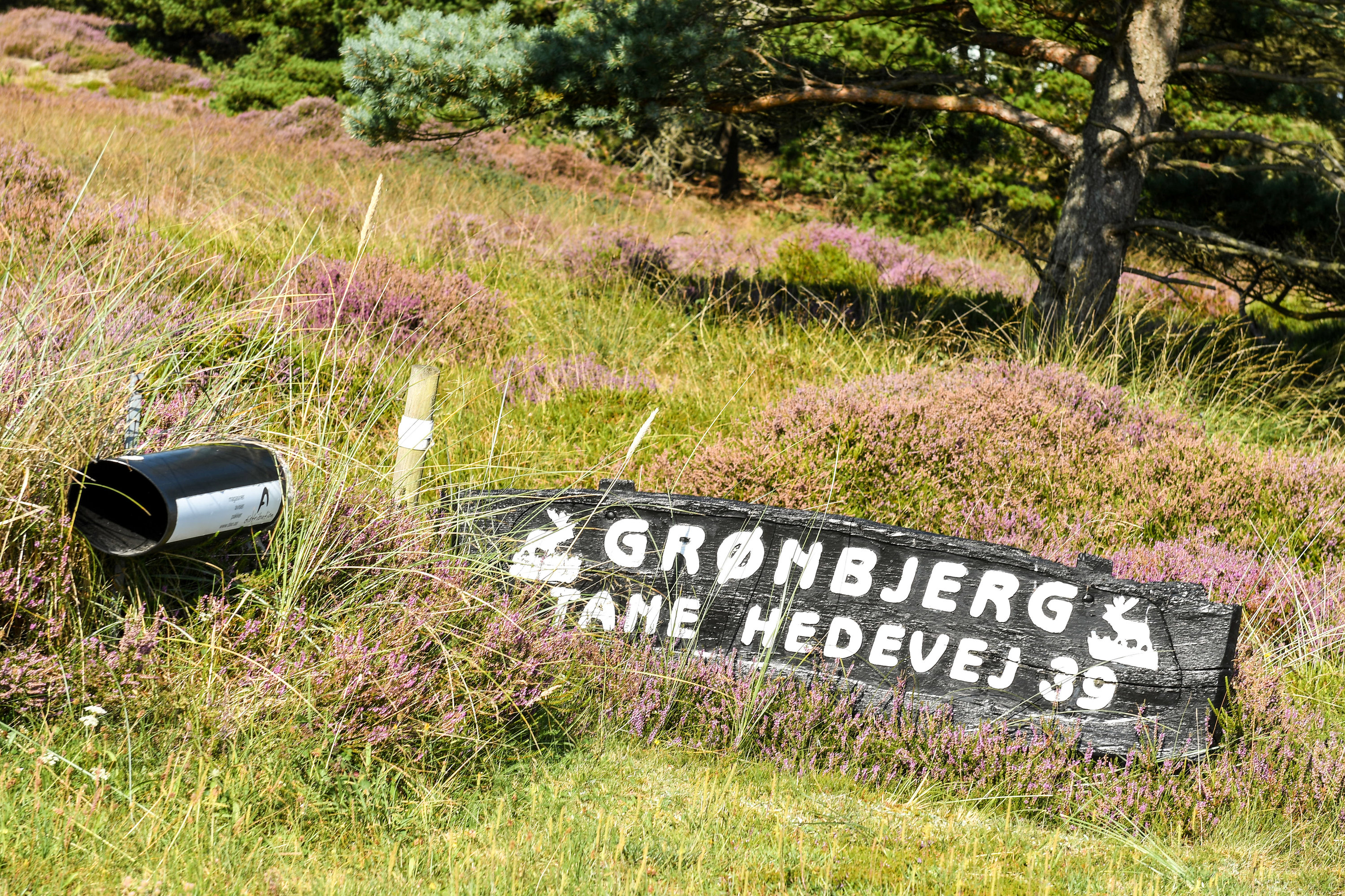 Fremhævet område billede i fuldskærmstilstand. Billede af Tane Hedevej 39, 6857 Blåvand