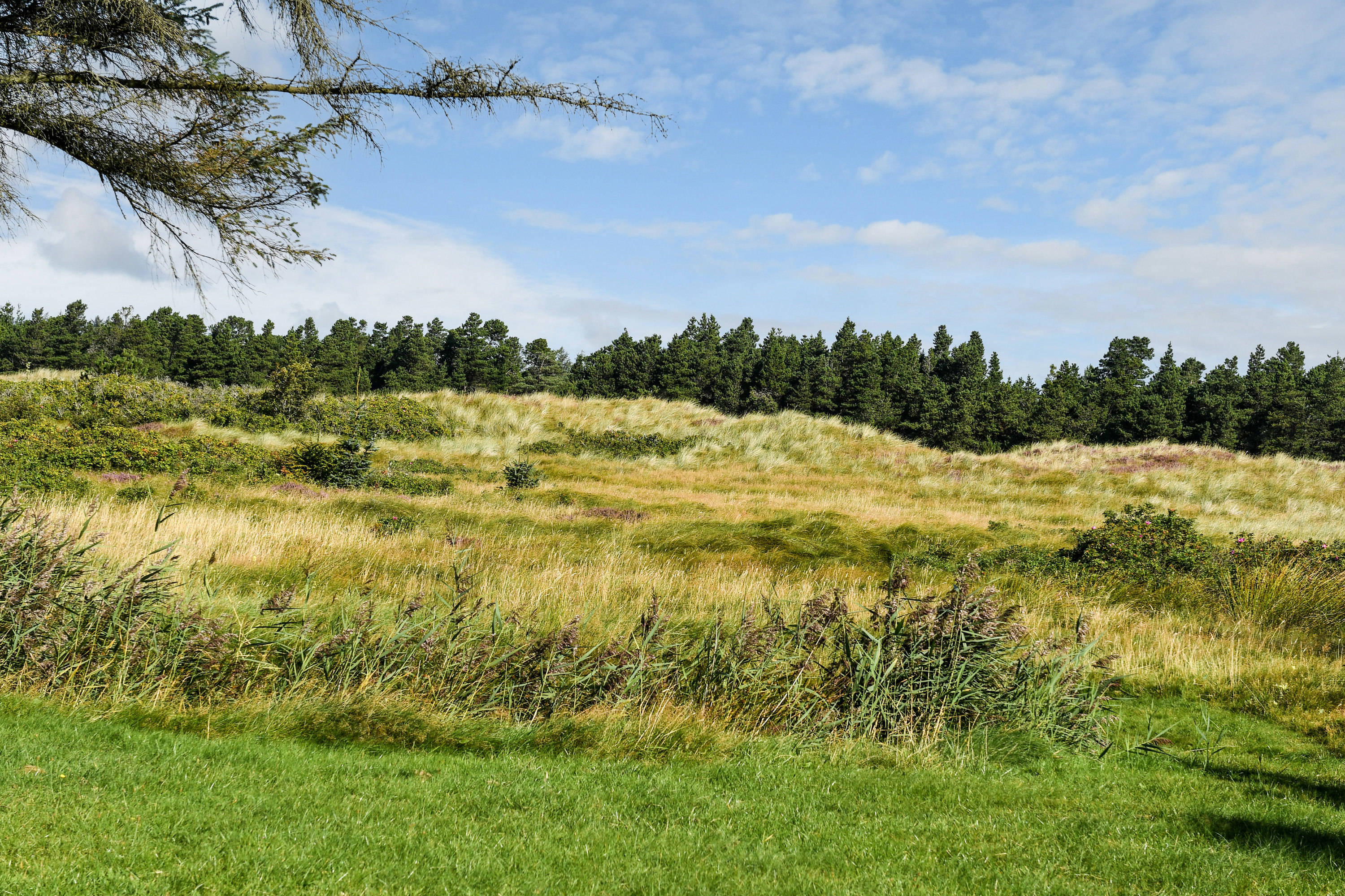 Fremhævet område billede i fuldskærmstilstand. Billede af Tane Hedevej 39, 6857 Blåvand