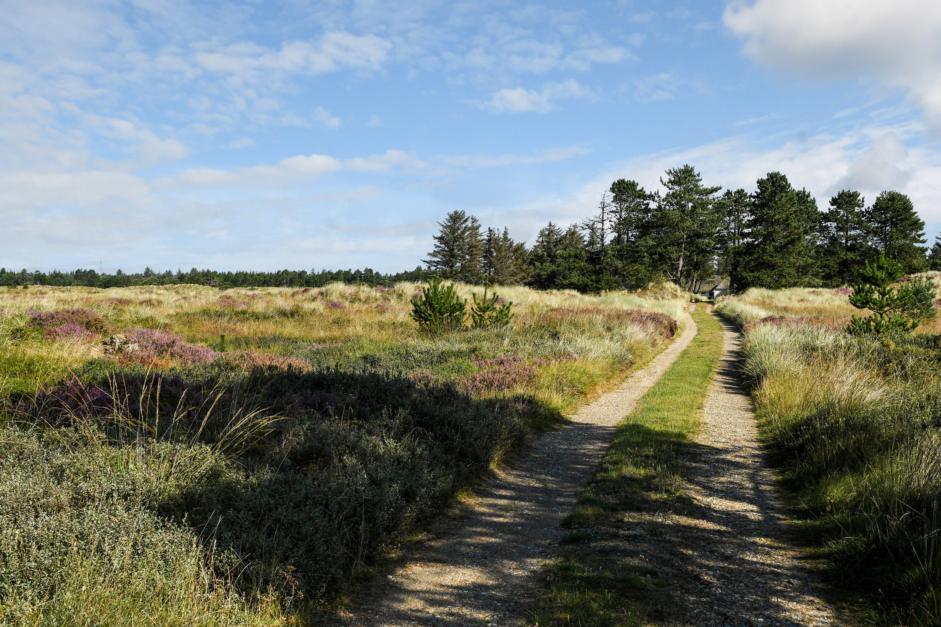 Fremhævet område billede i fuldskærmstilstand. Billede af Tane Hedevej 39, 6857 Blåvand