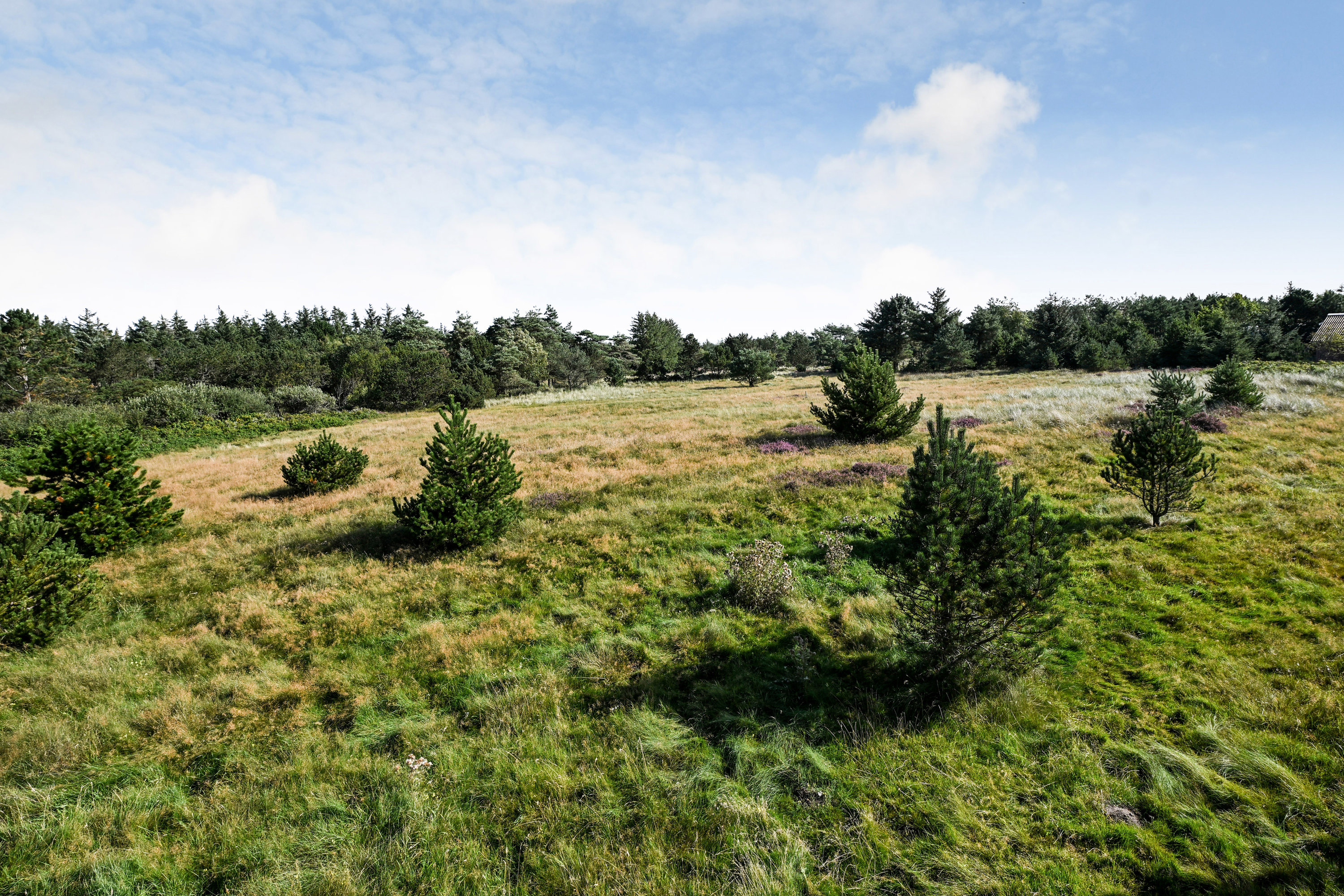 Fremhævet område billede i fuldskærmstilstand. Billede af Tane Hedevej 39, 6857 Blåvand