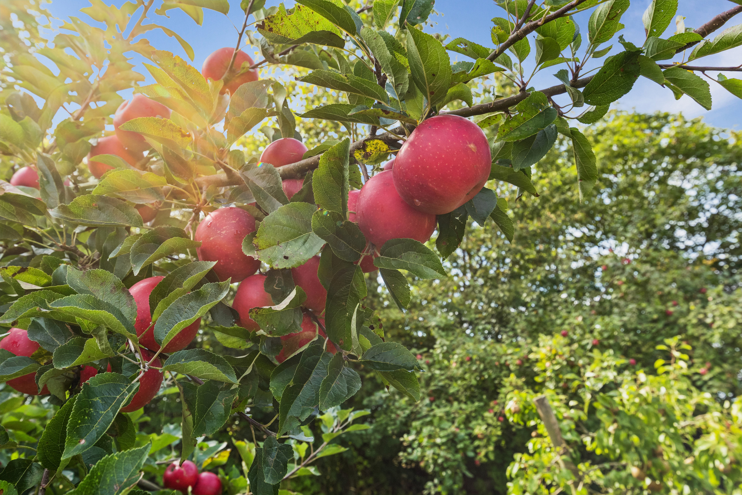 Fremhævet ejendom 1 billede i fuldskærmstilstand. Billede af Vindumvej 75, 8850 Bjerringbro