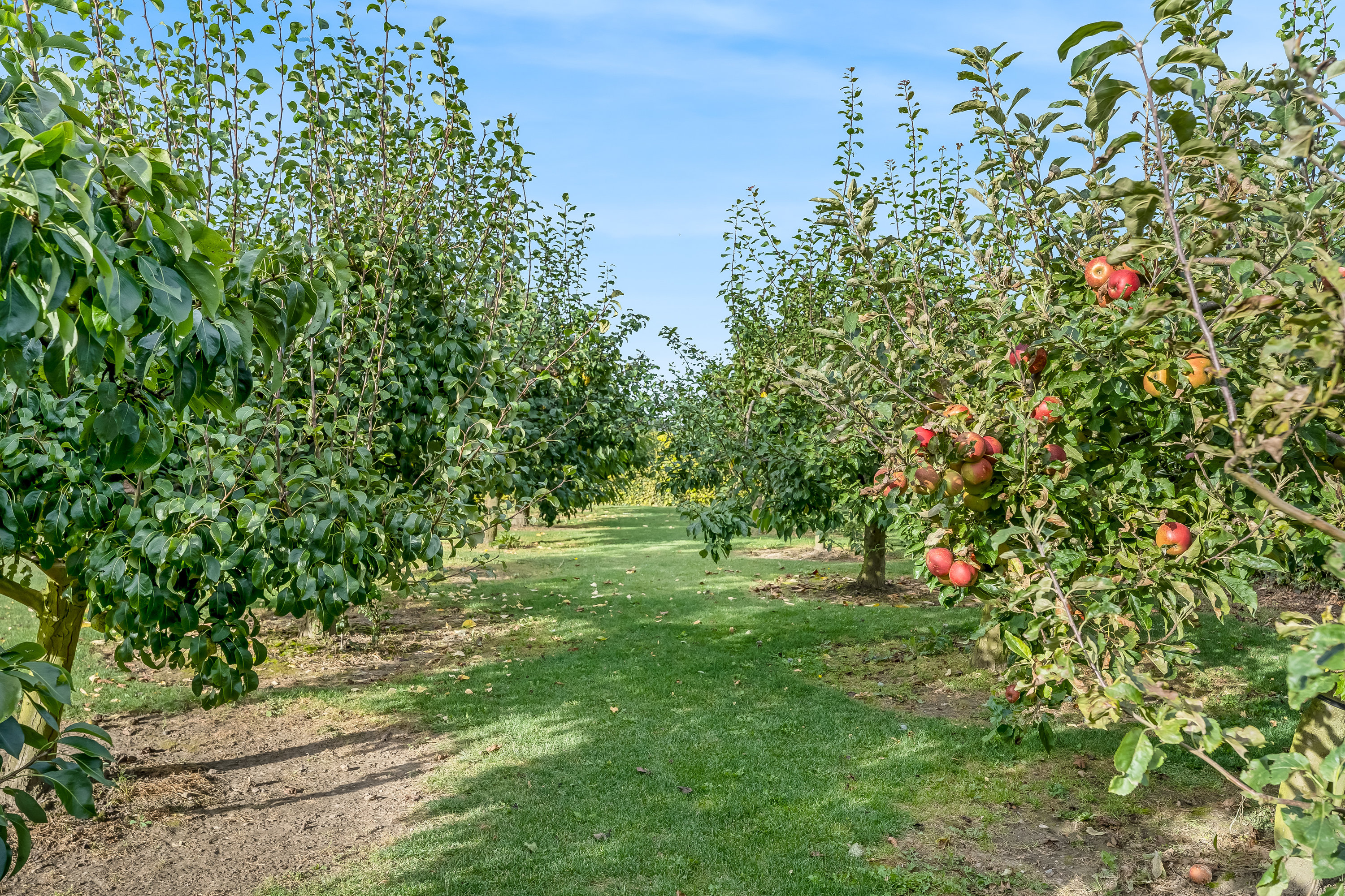 Miniaturebillede 1: have. Billede af Havesangervej 42, 4930 Maribo