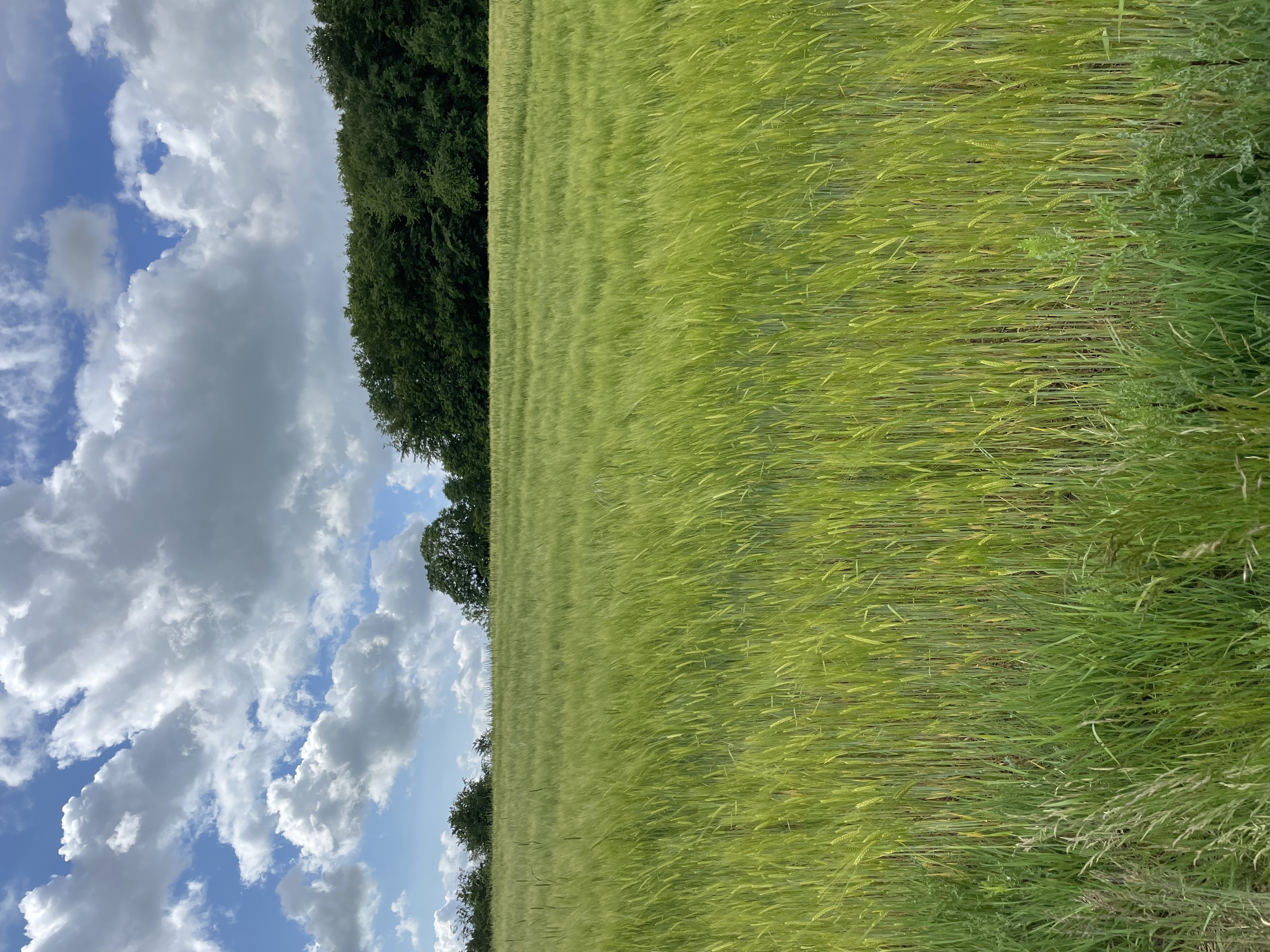 Fremhævet  billede i fuldskærmstilstand. Billede af Snærildvej 49, 8300 Odder