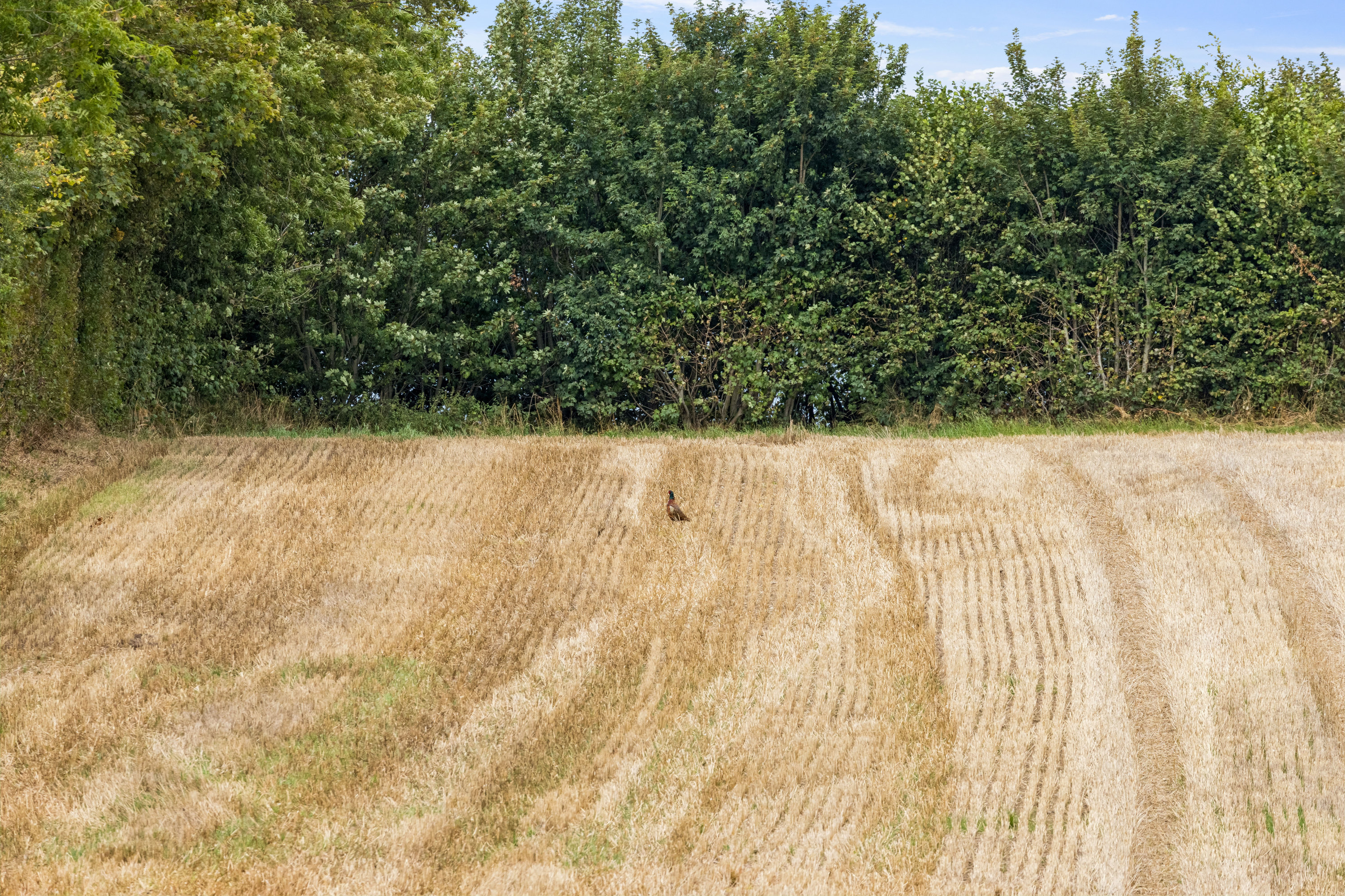 Fremhævet grund billede i fuldskærmstilstand. Billede af Notmark 16, 6440 Augustenborg