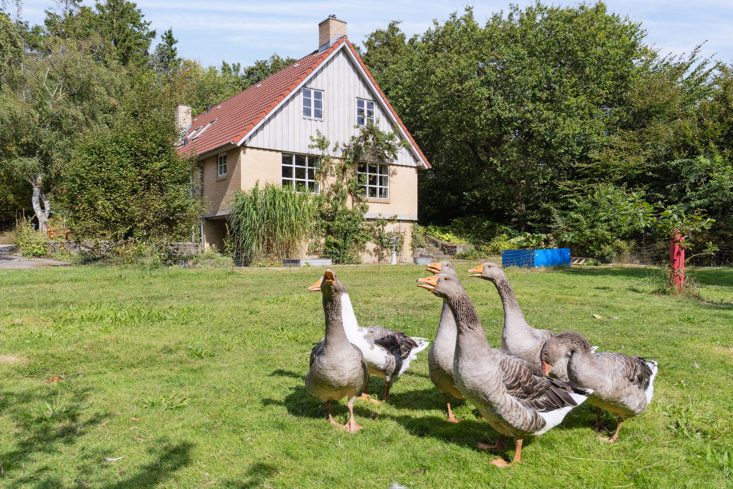 Fremhævet set fra haven billede i fuldskærmstilstand. Billede af Bagterpvej 204, 9800 Hjørring