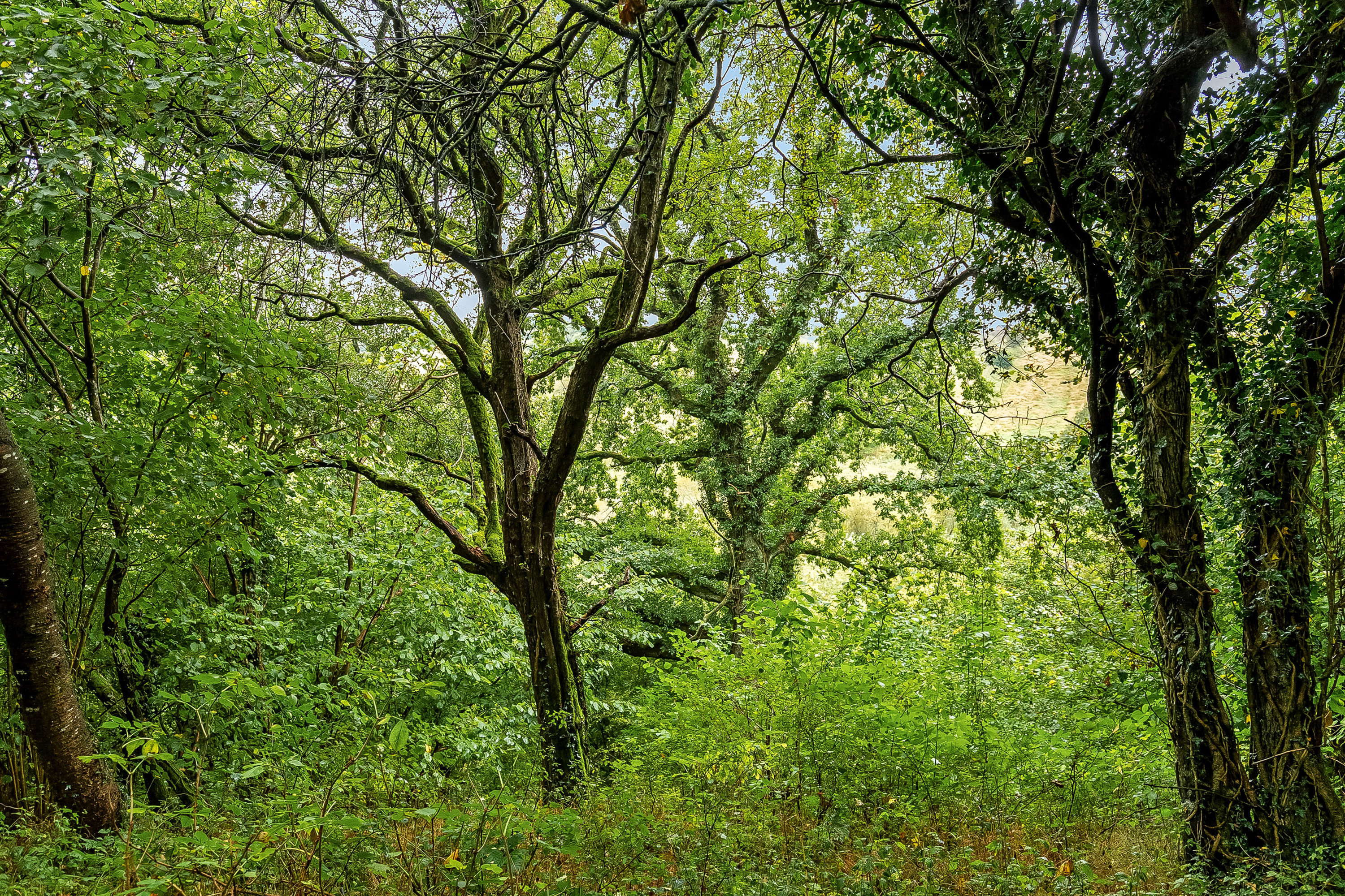 Fremhævet område billede i fuldskærmstilstand. Billede af Koldingvej 86, Vester Nebel, 6040 Egtved